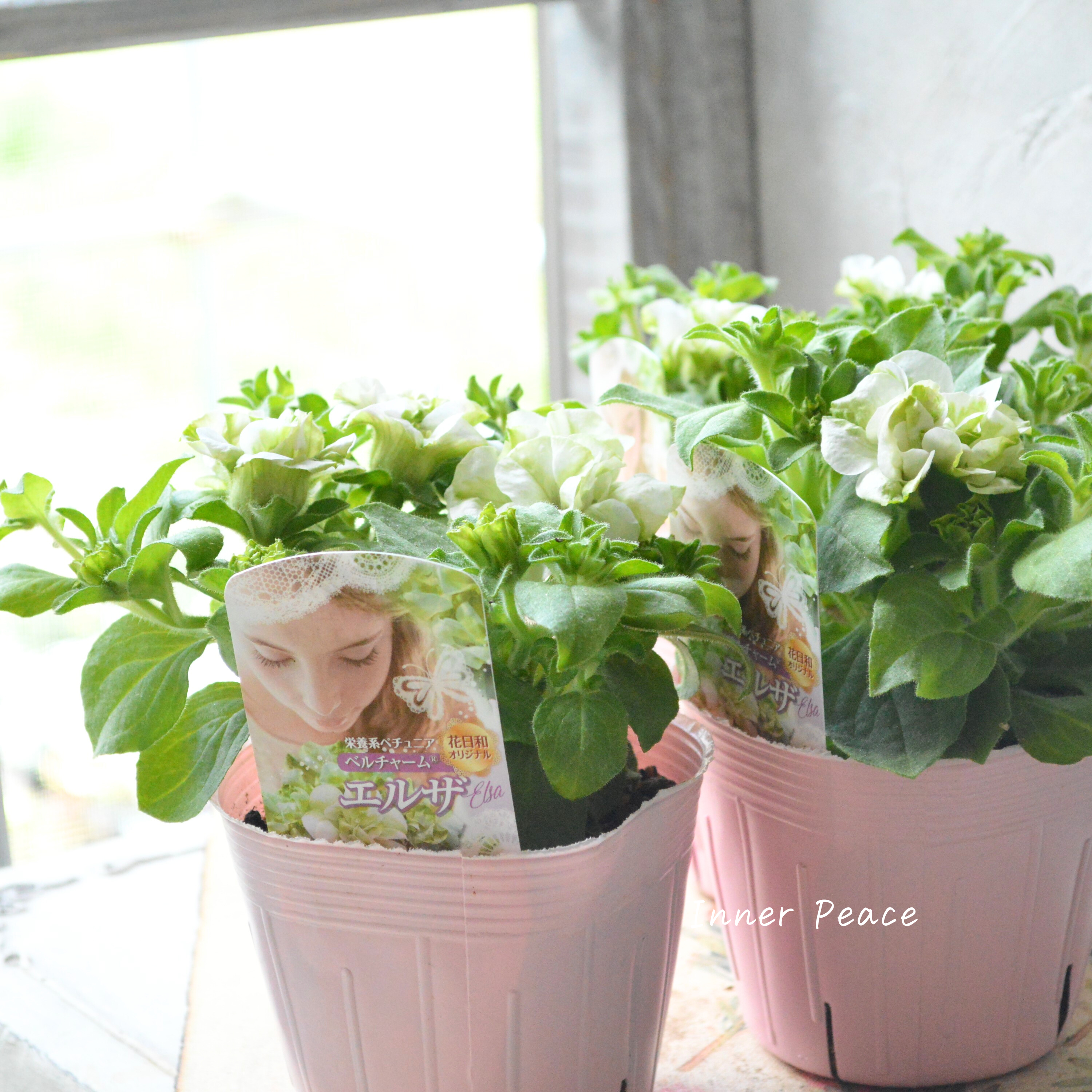 【花日和さんオリジナル】 栄養系ペチュニア 『ベルチャーム・エルザ』 3寸ロング~3.5寸POT