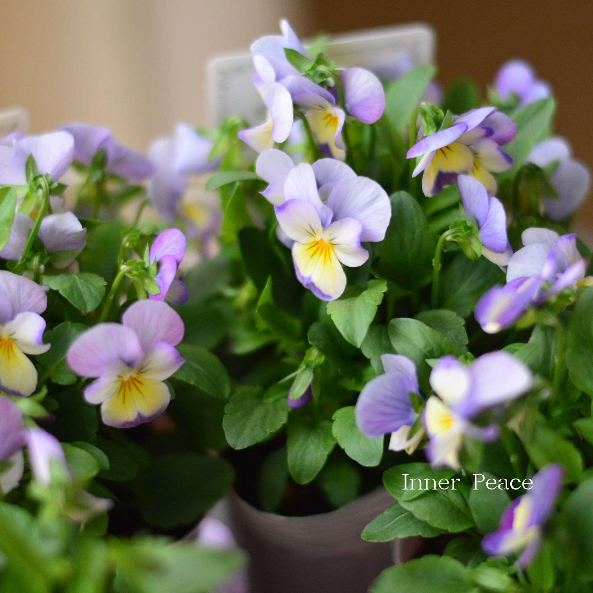 【かわいい】 ビオラ 『ピンクレモンリップ』 3.5寸POT