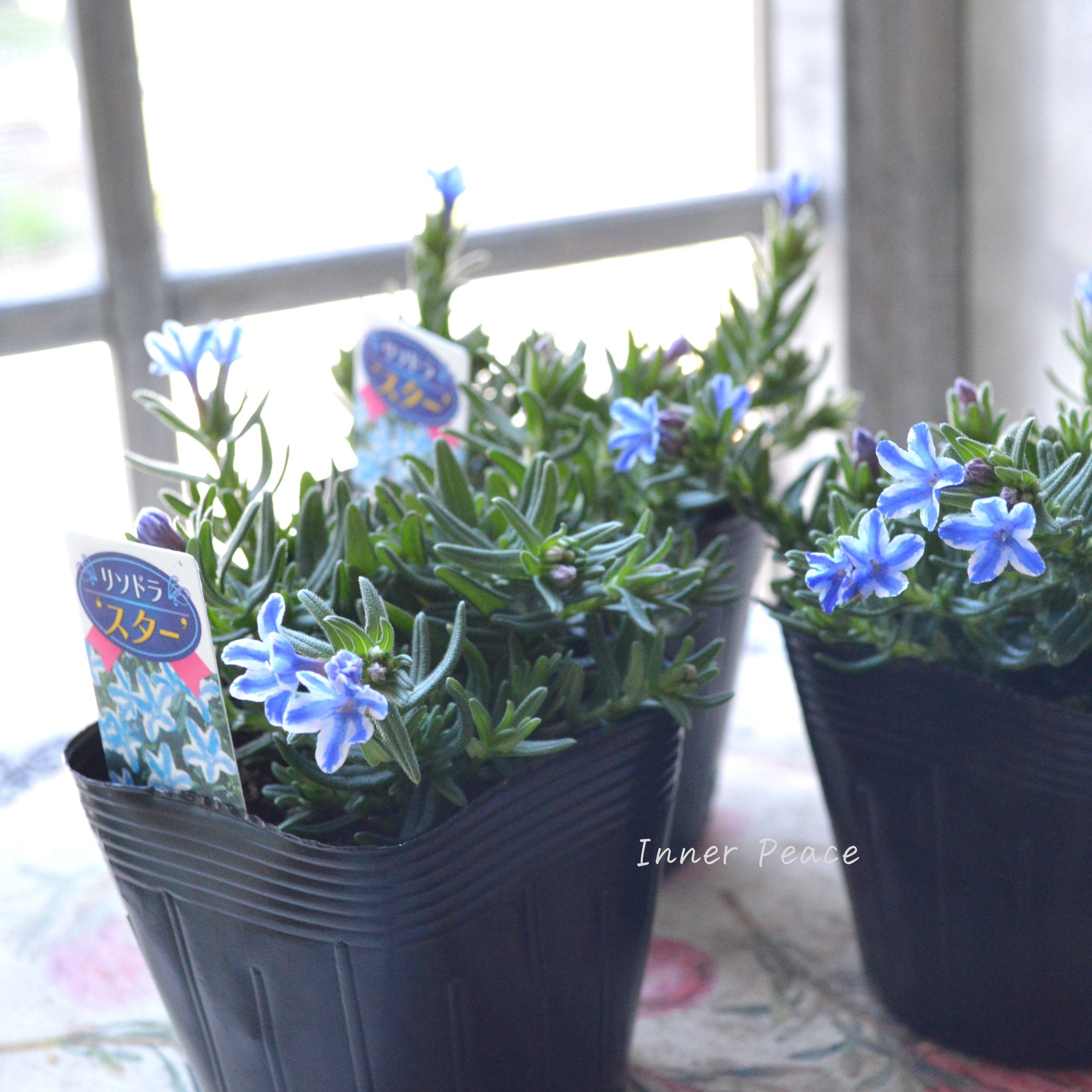 【美しい】 ミヤマホタルカズラ 『リソドラスター』 3.5寸POT