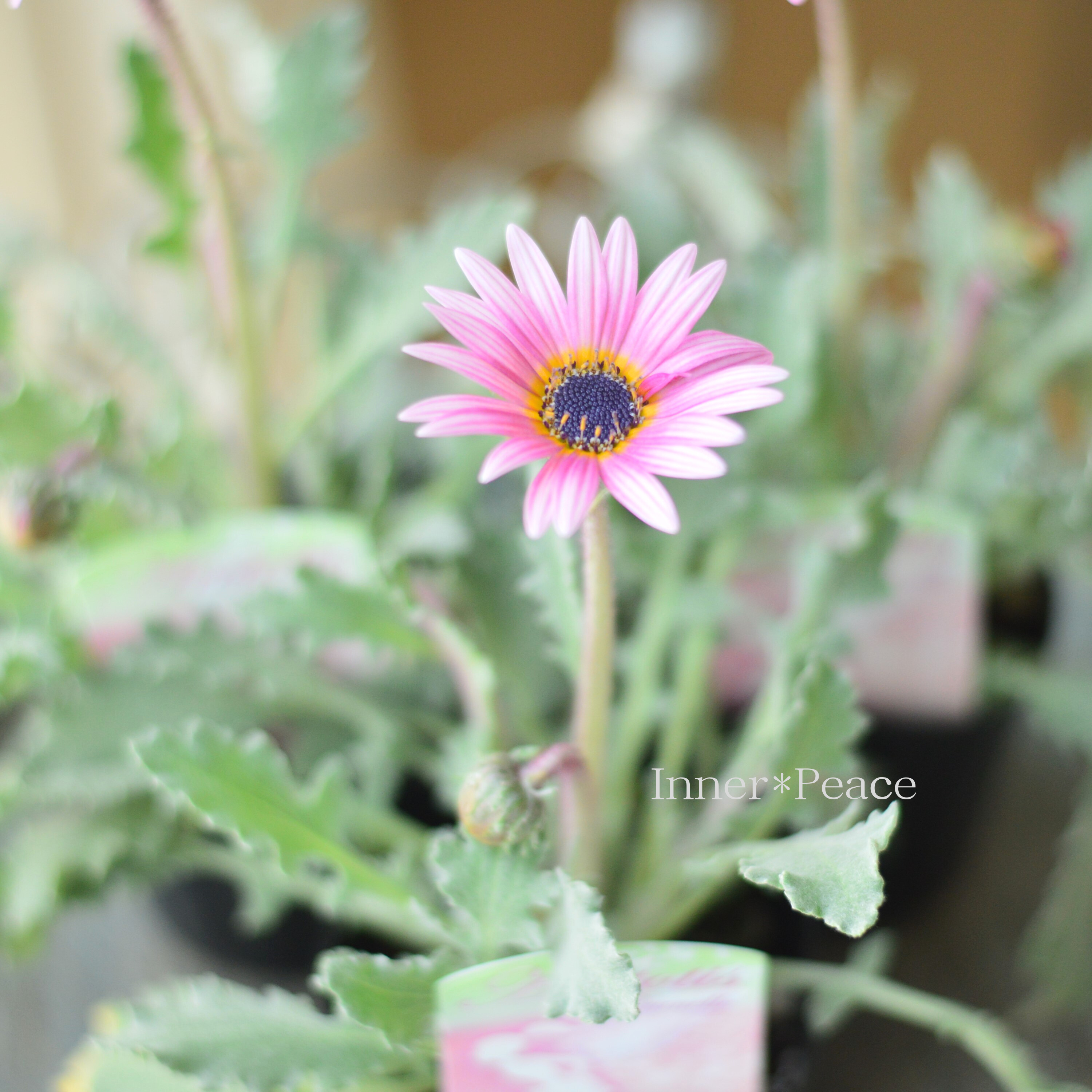 【かわいい】 アークトチス 『プリュネル』 3寸POT