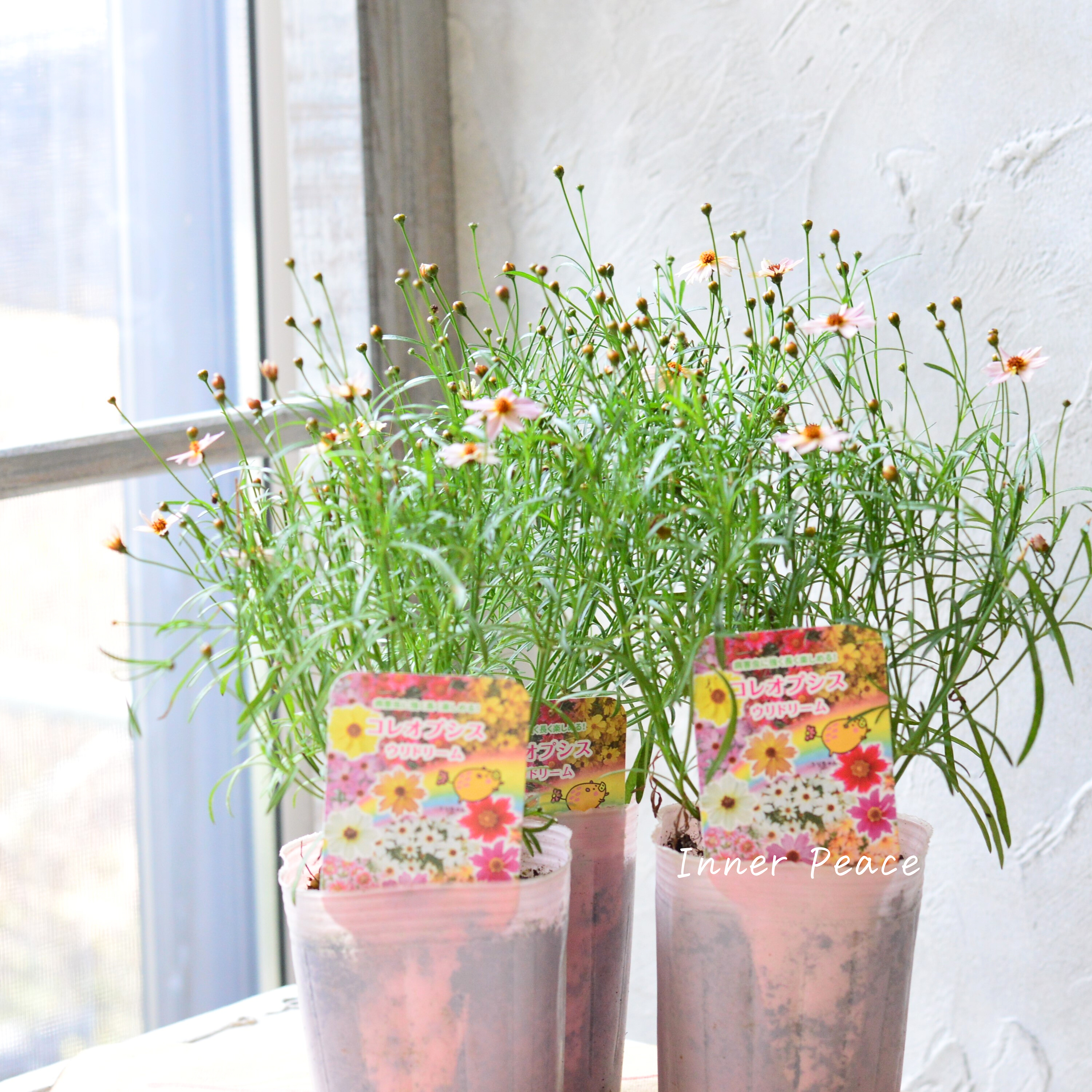 【アンティーク色】コレオプシス『ウリドリーム・ピンクリボン』 3寸POT