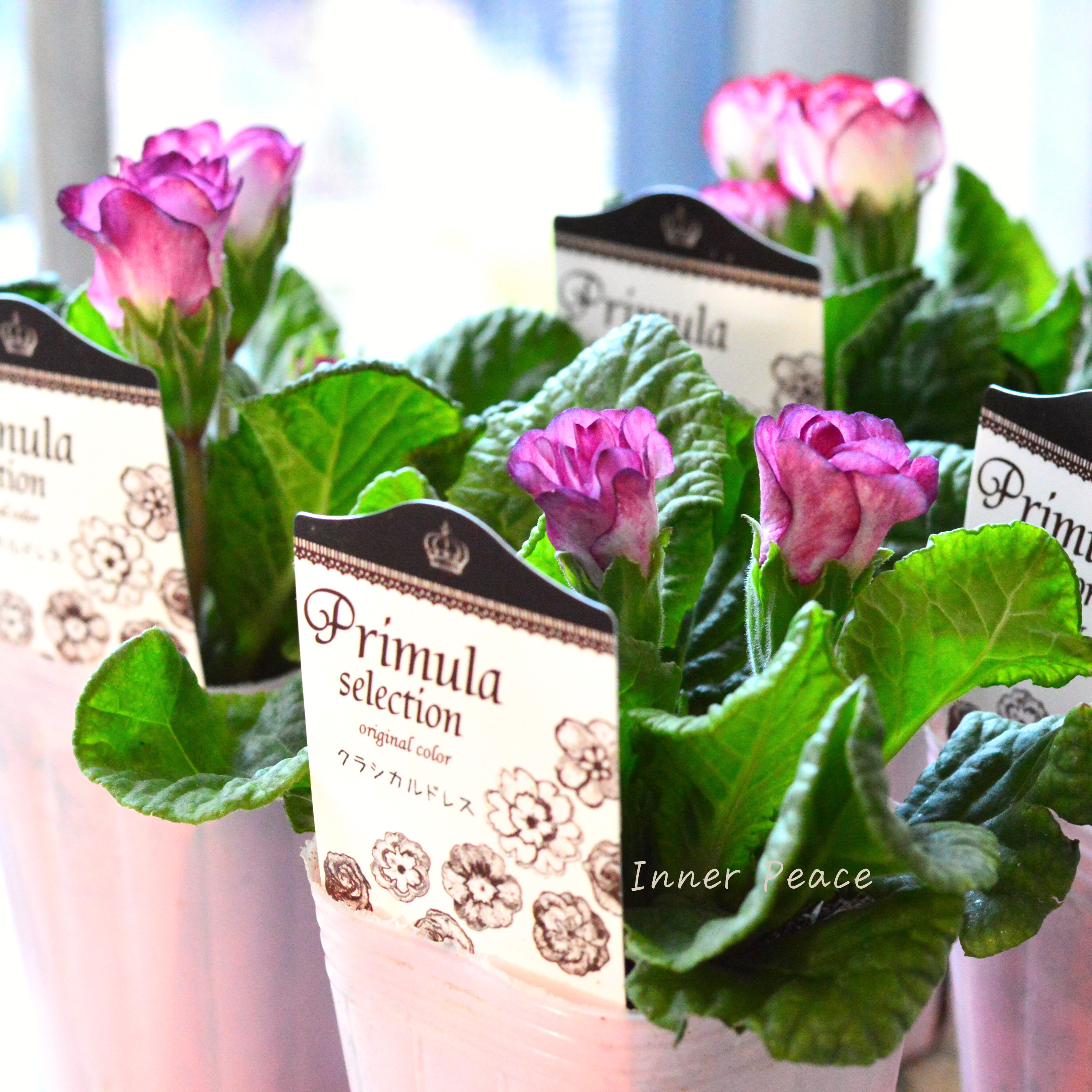 【k-plantsさん】 バラ咲き プリムラ 『クラシカルドレス』 2.5寸ロングPOT