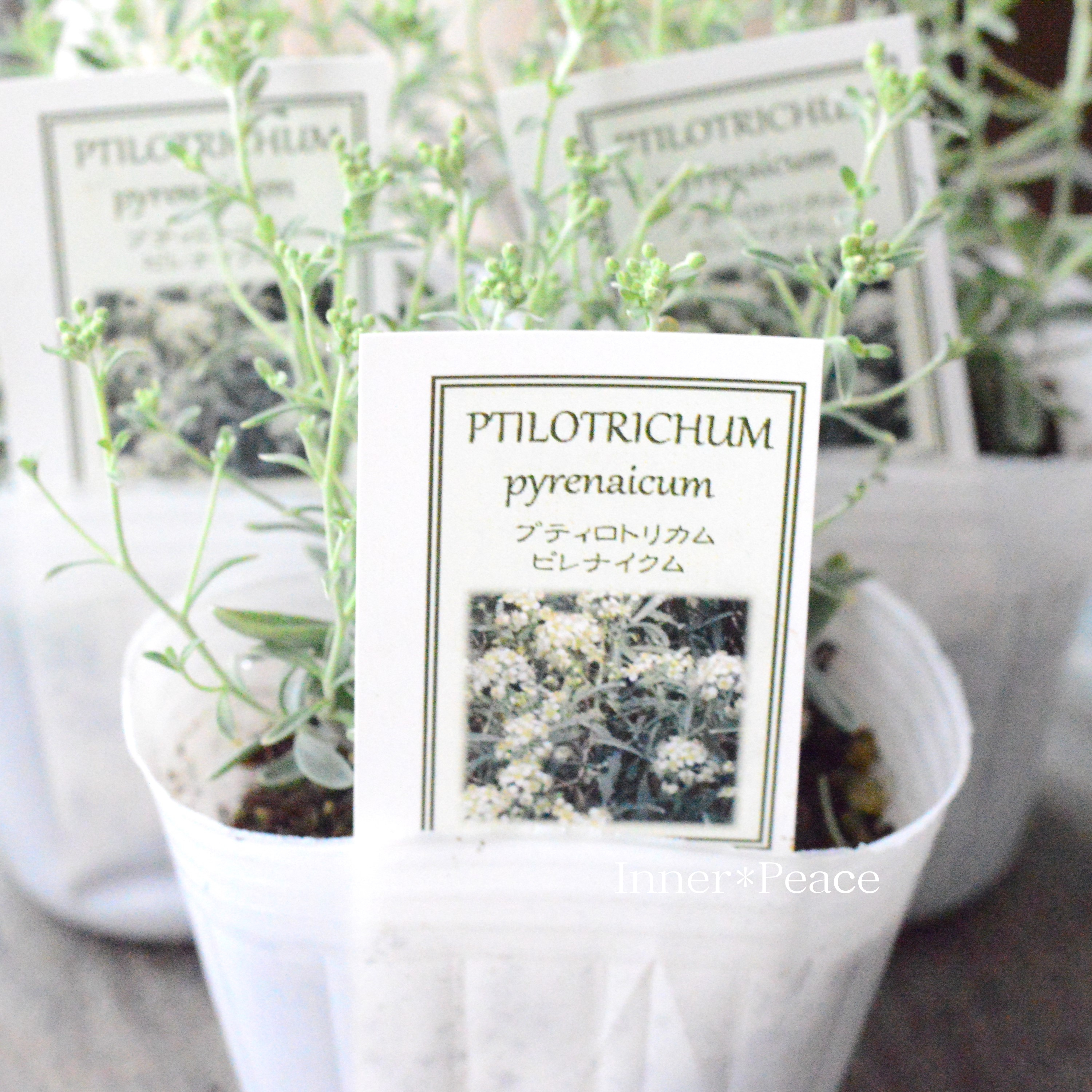 【希少】 プティロトリカム 『ピレナイクム』 3寸POT