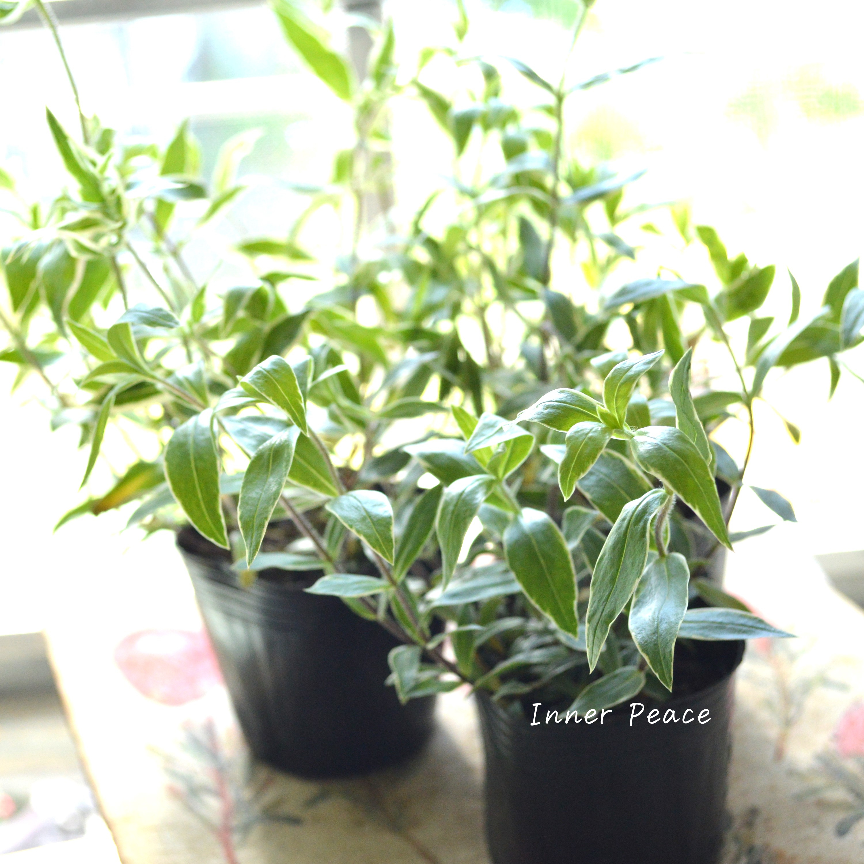 【宿根草】 斑入りフロックス 『モントローザトリカラー』 3寸POT