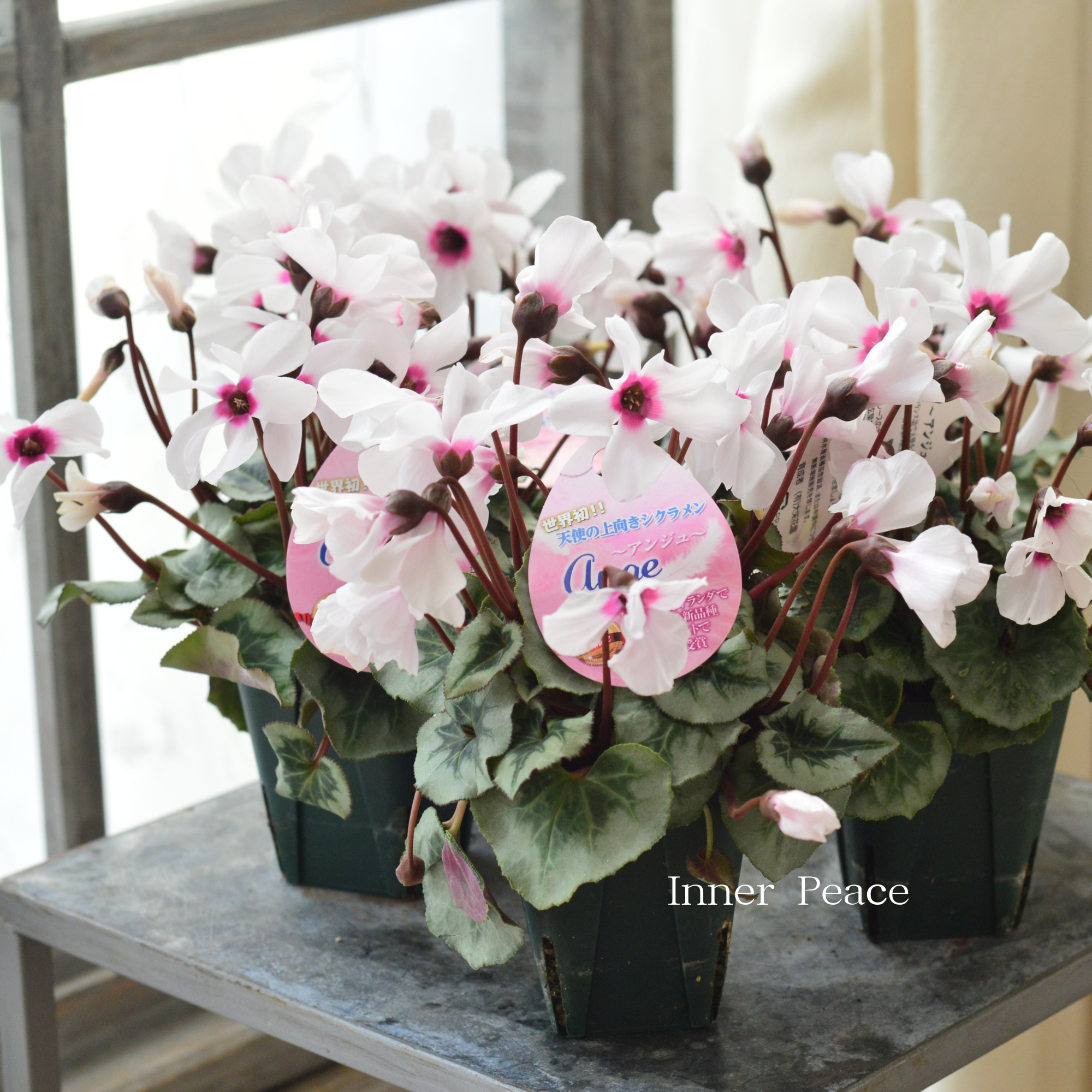 【大栄花園さん】 ミニシクラメン 『ange~アンジュ~』 2.5寸硬質POT