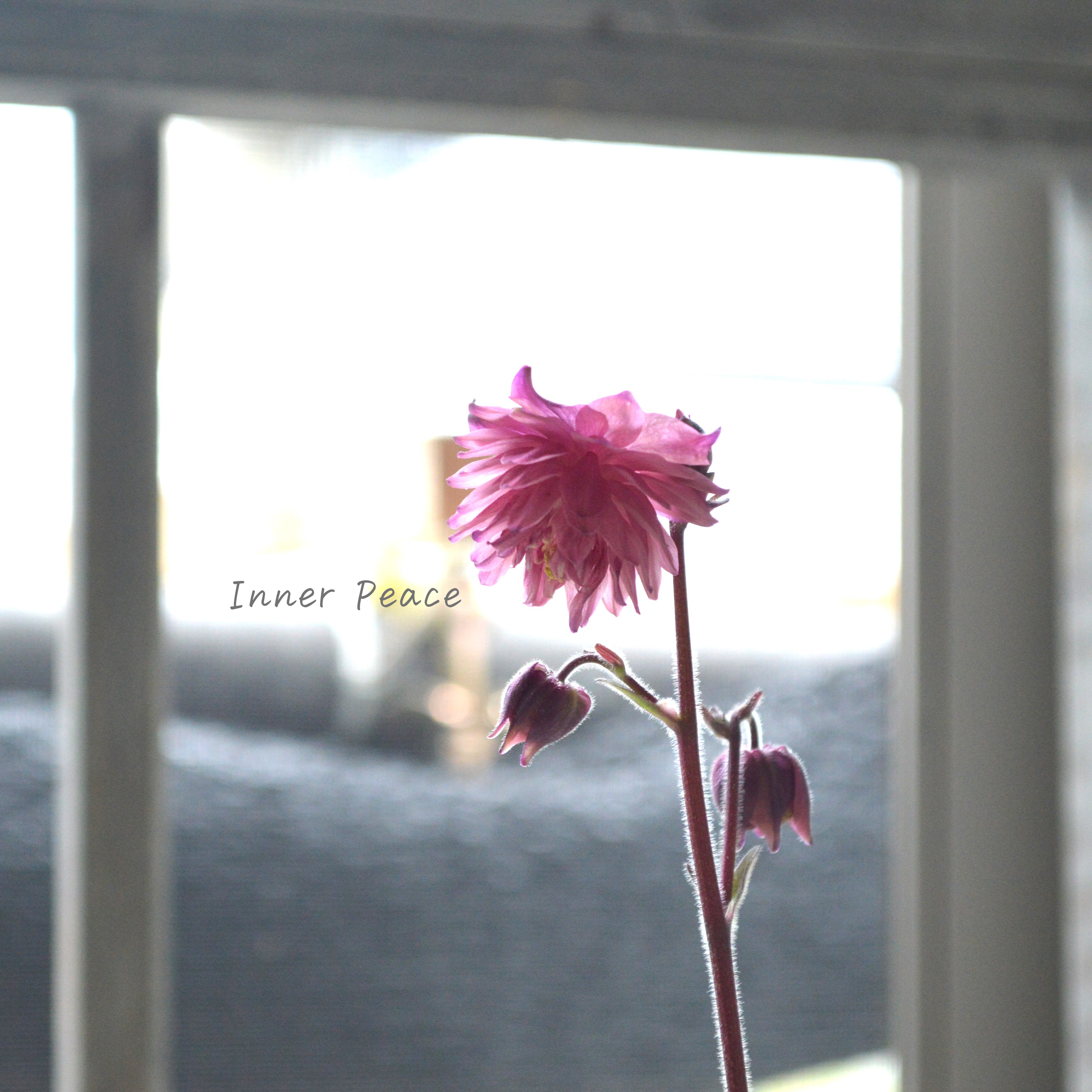 【八重咲き】 西洋オダマキ 『ローズバロー』 3.5寸POT