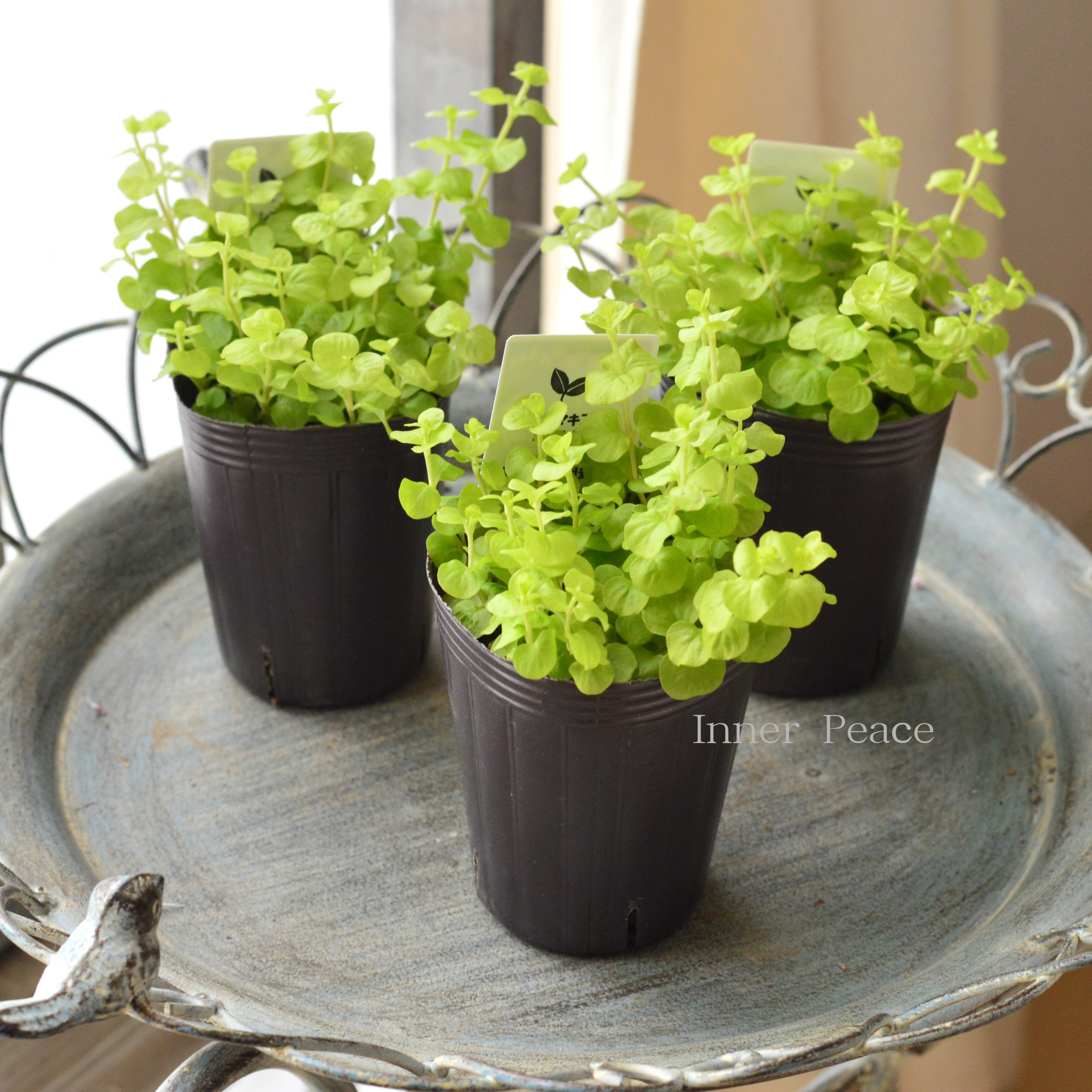 【分割できる】 リシマキア 『ヌムラリア・オーレア』 2.5寸ロングPOT