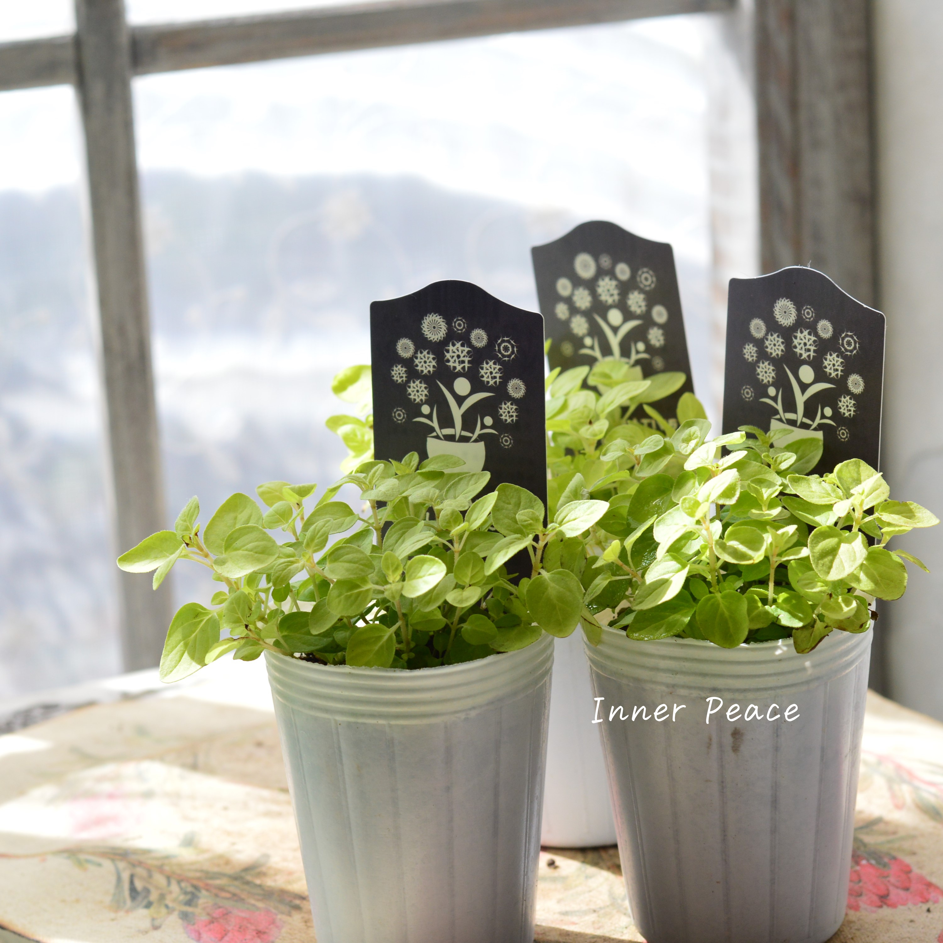 【ナラフラさん】 オレガノ 『ノートンズゴールド』 3寸POT