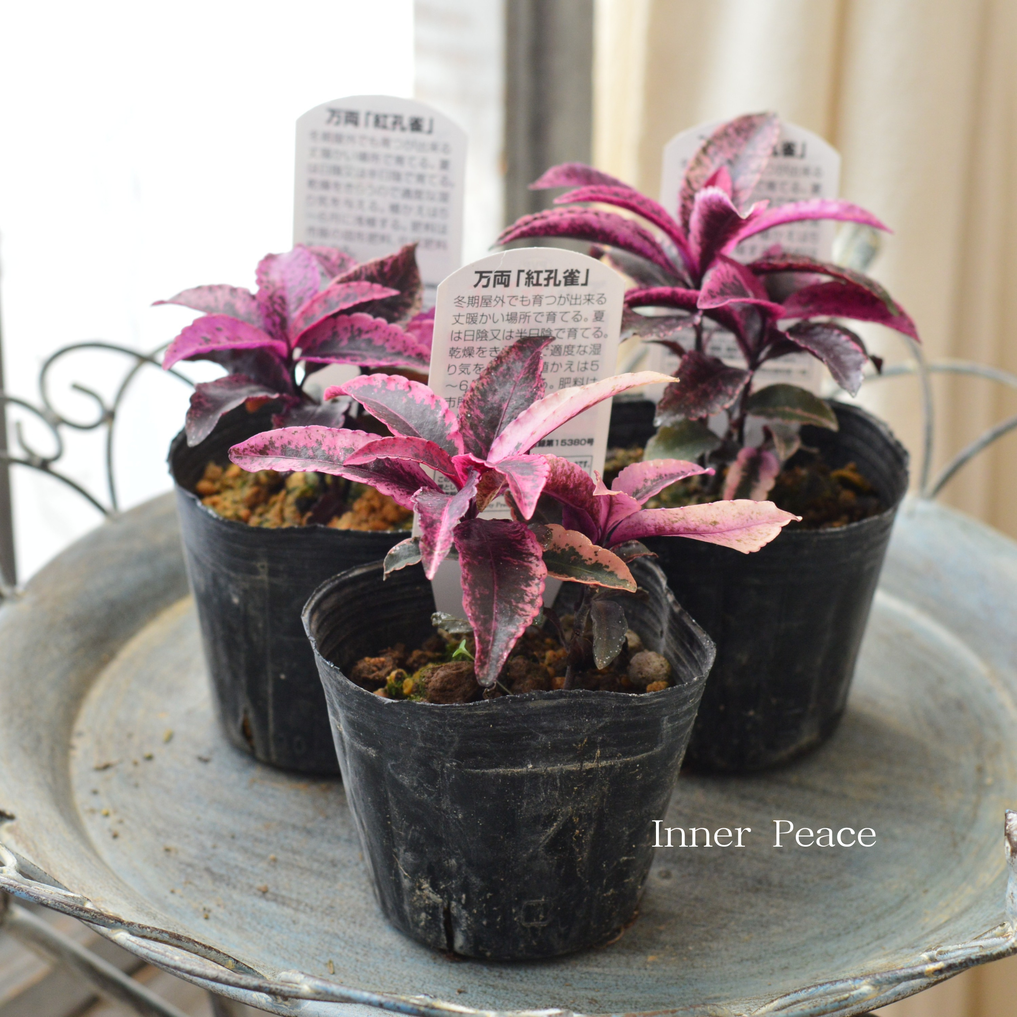 【斑入り】 万両 『紅孔雀』 3寸POT