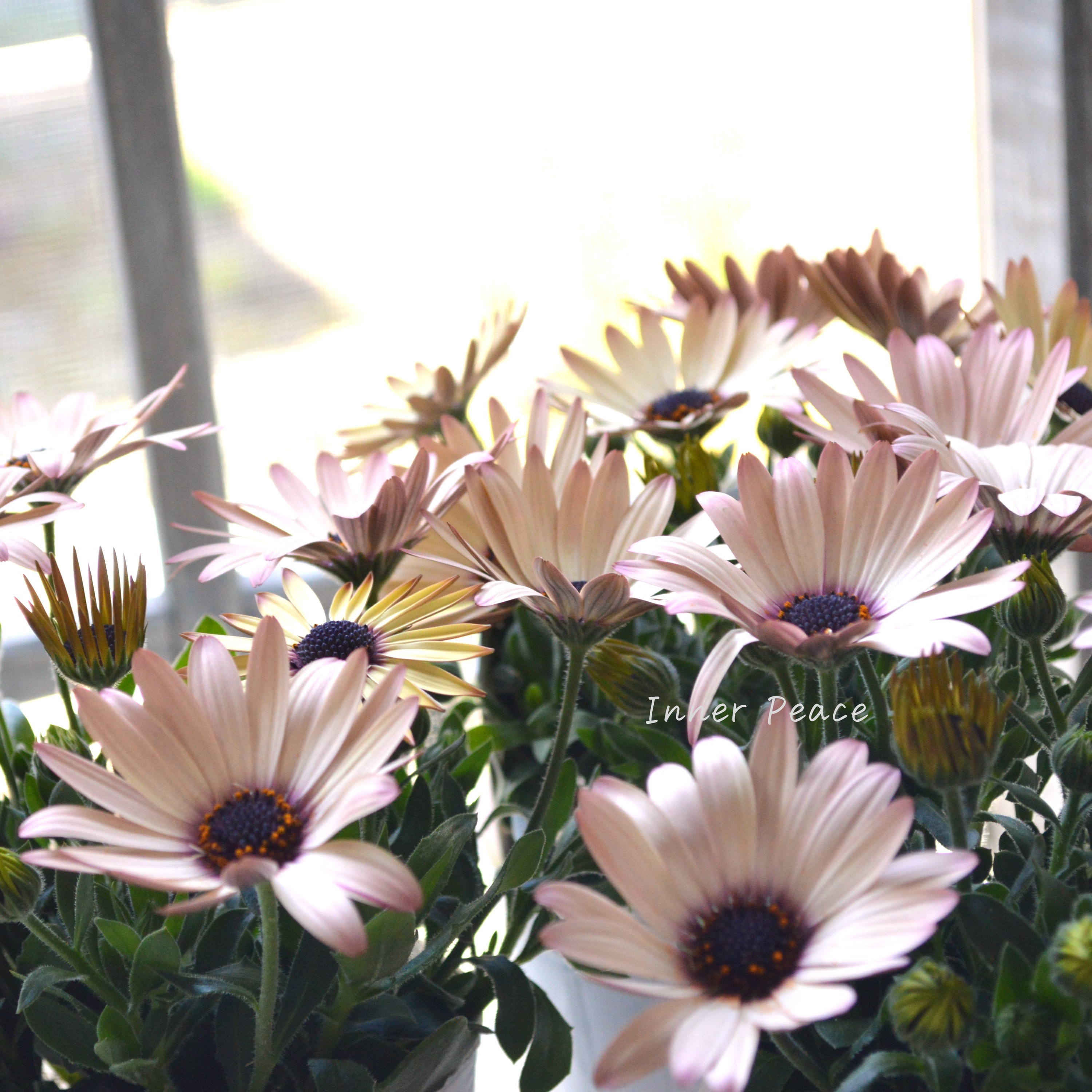 【松原園芸さん】 オステオスペルマム 『パティエ・ベリーズパフェ』 3寸ロングPOT