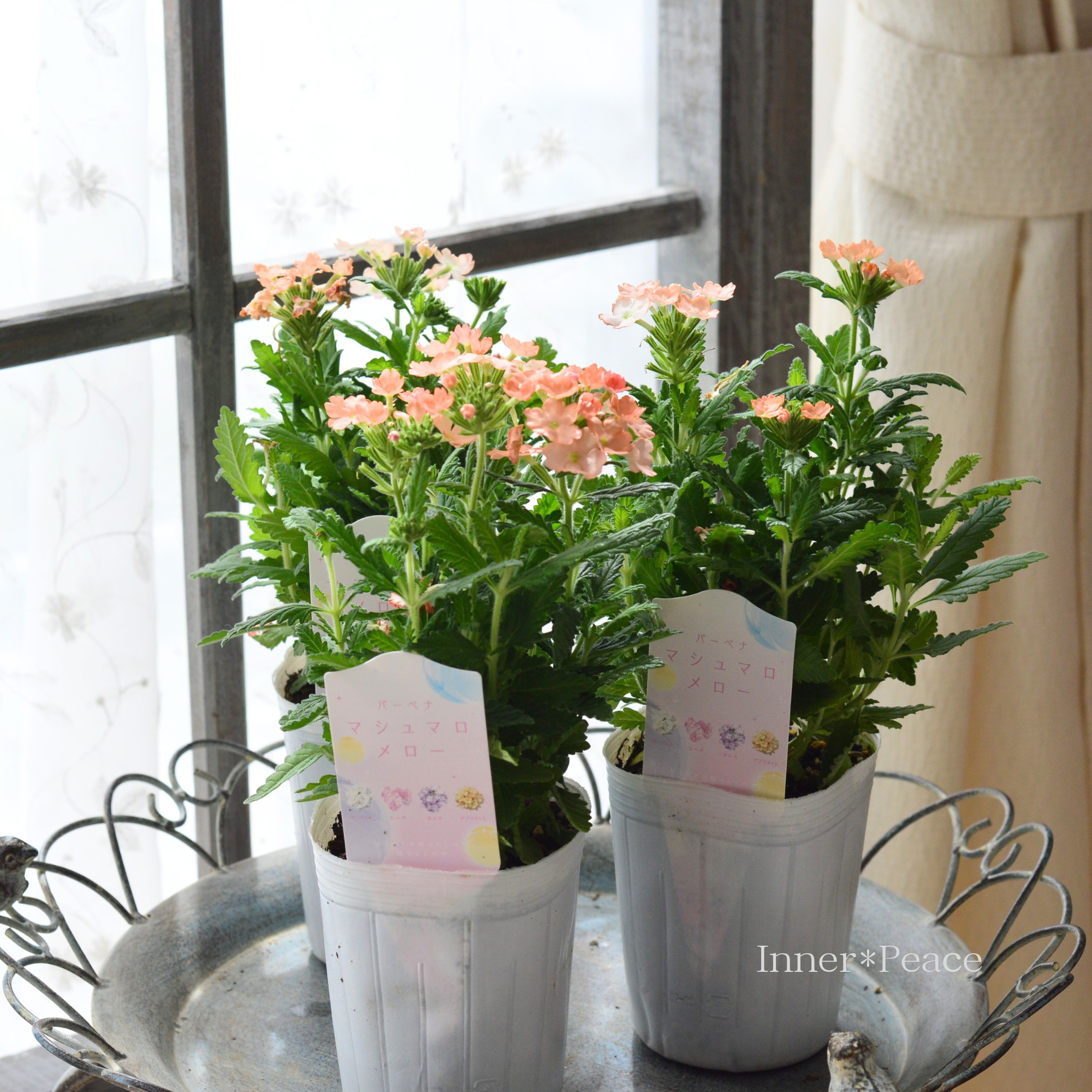 【かわいい】 バーベナ 『マシュマロメロー・アプリコット』 3寸ロングPOT