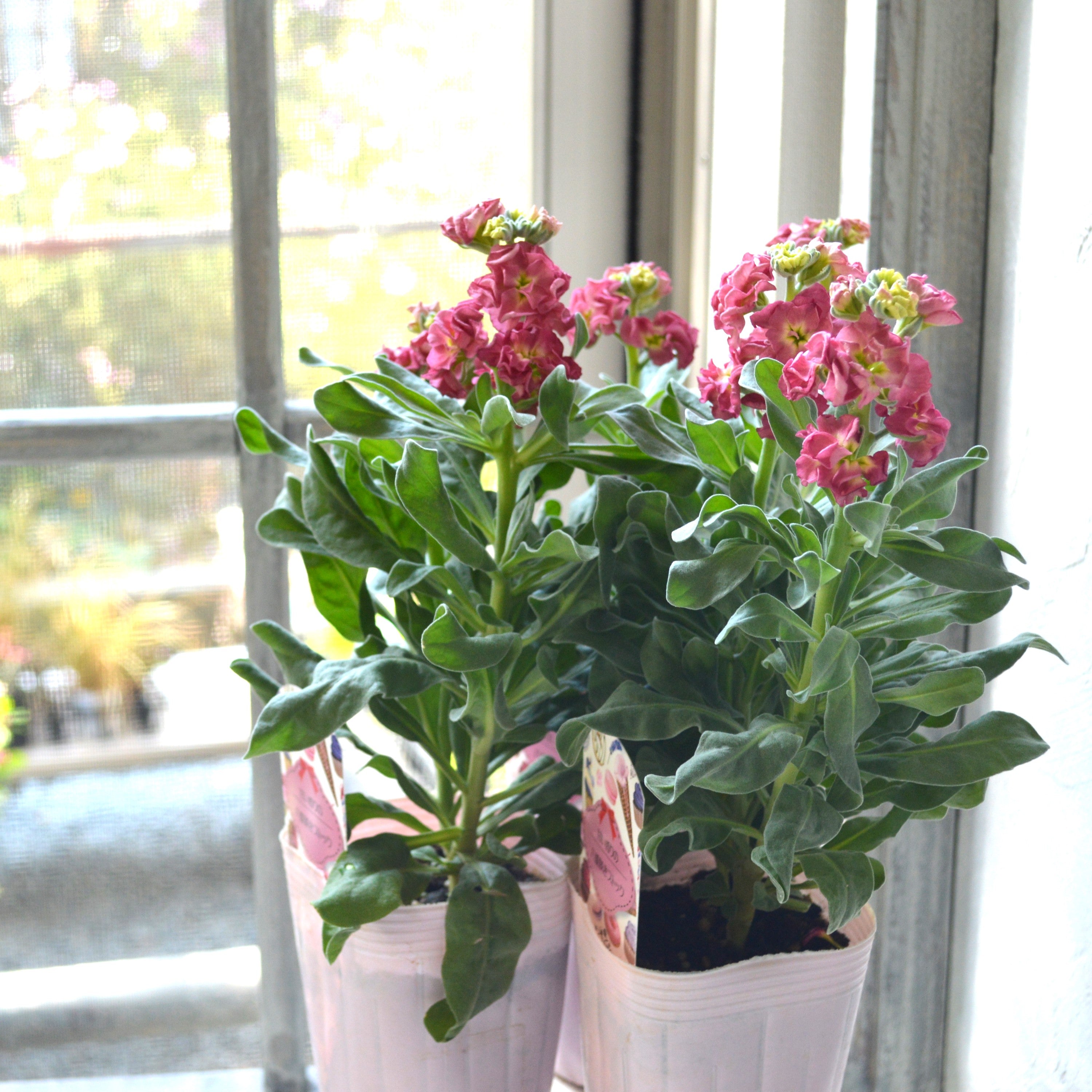 【八重咲き】 ストック・ヴィンテージ 『カッパー』 3寸ロングPOT