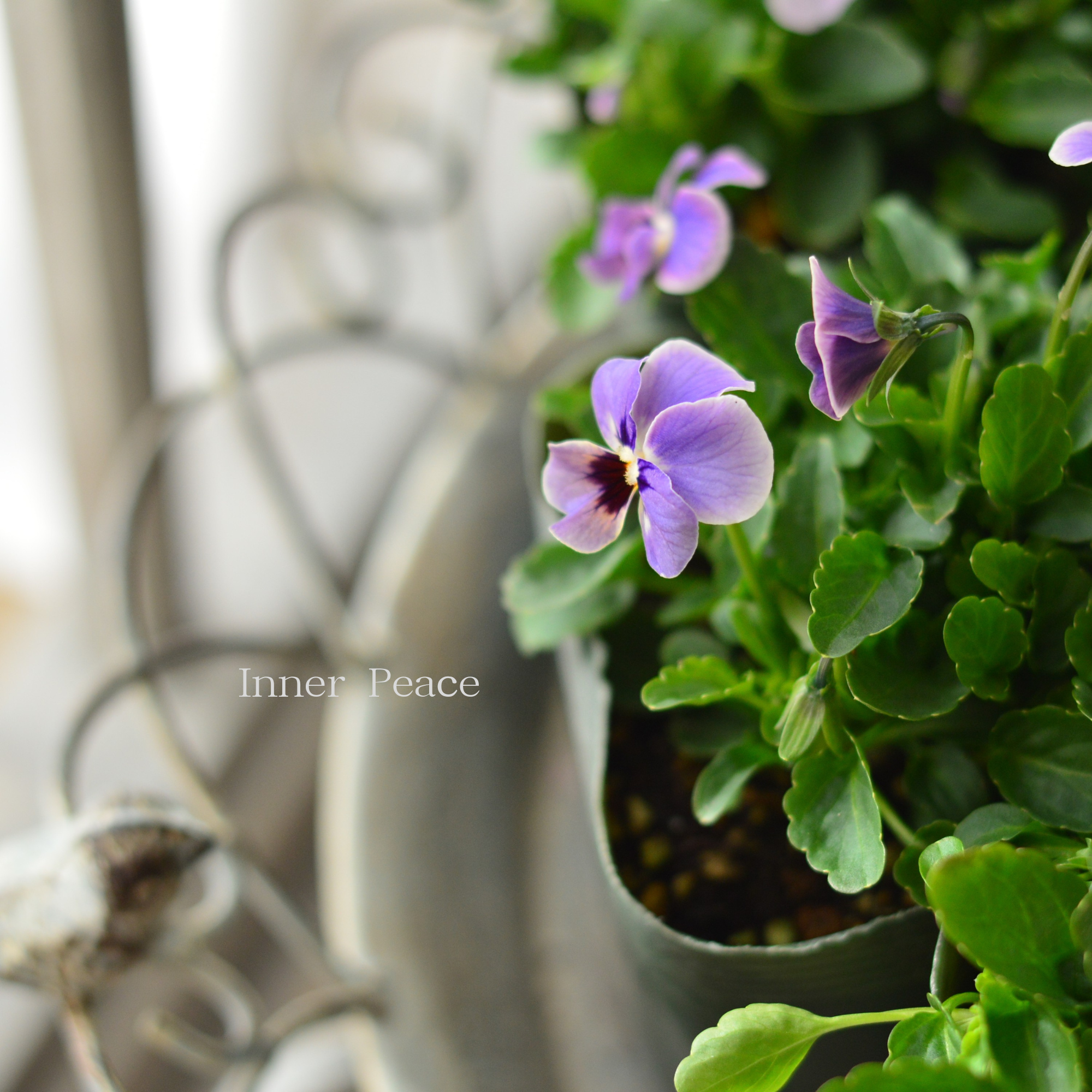 【ゲブラさん】 試験品種ビオラ 『ステラブルー』 3.5寸POT