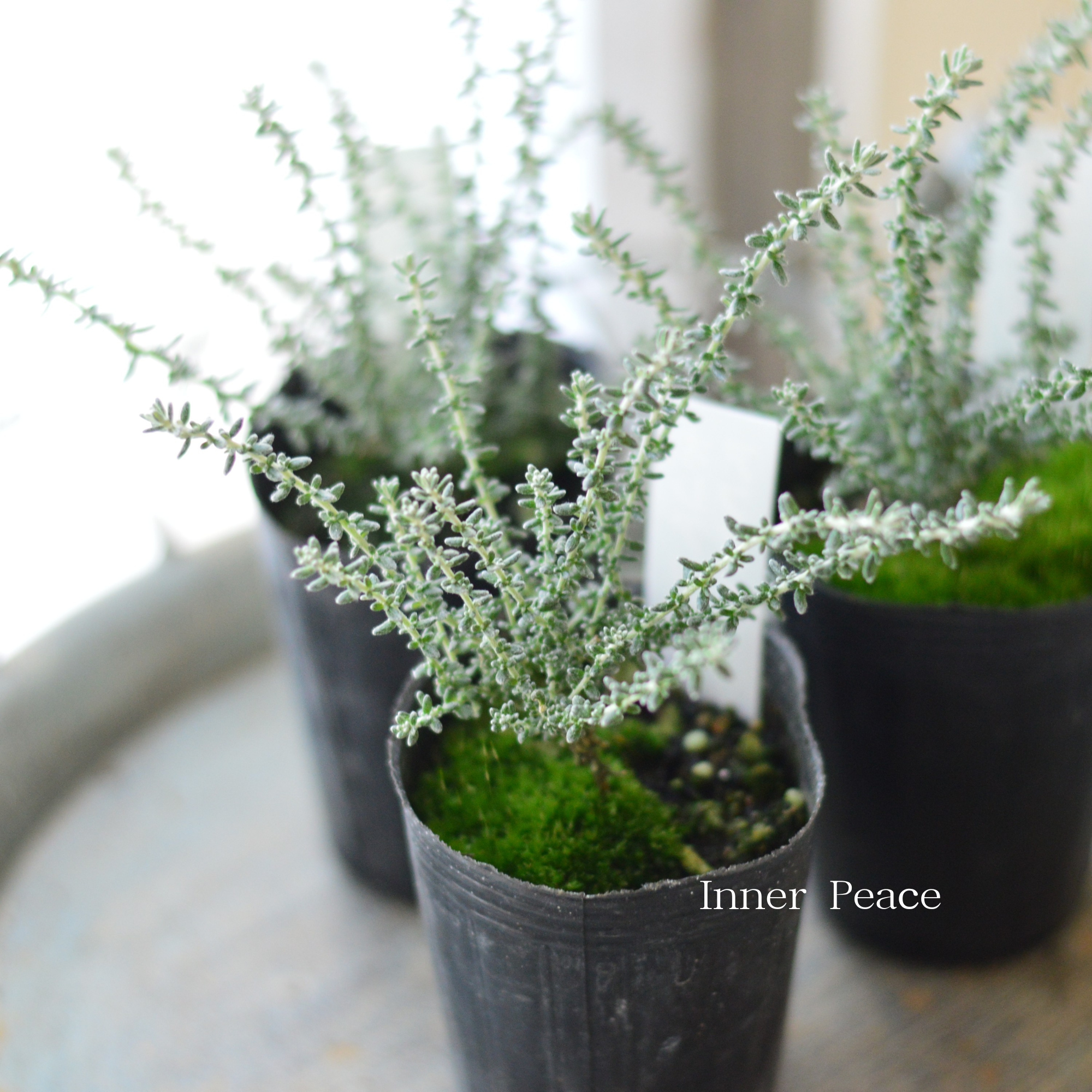 【寄せ植えに】 オレアリア 『アフィン』 2.5寸~3寸POT