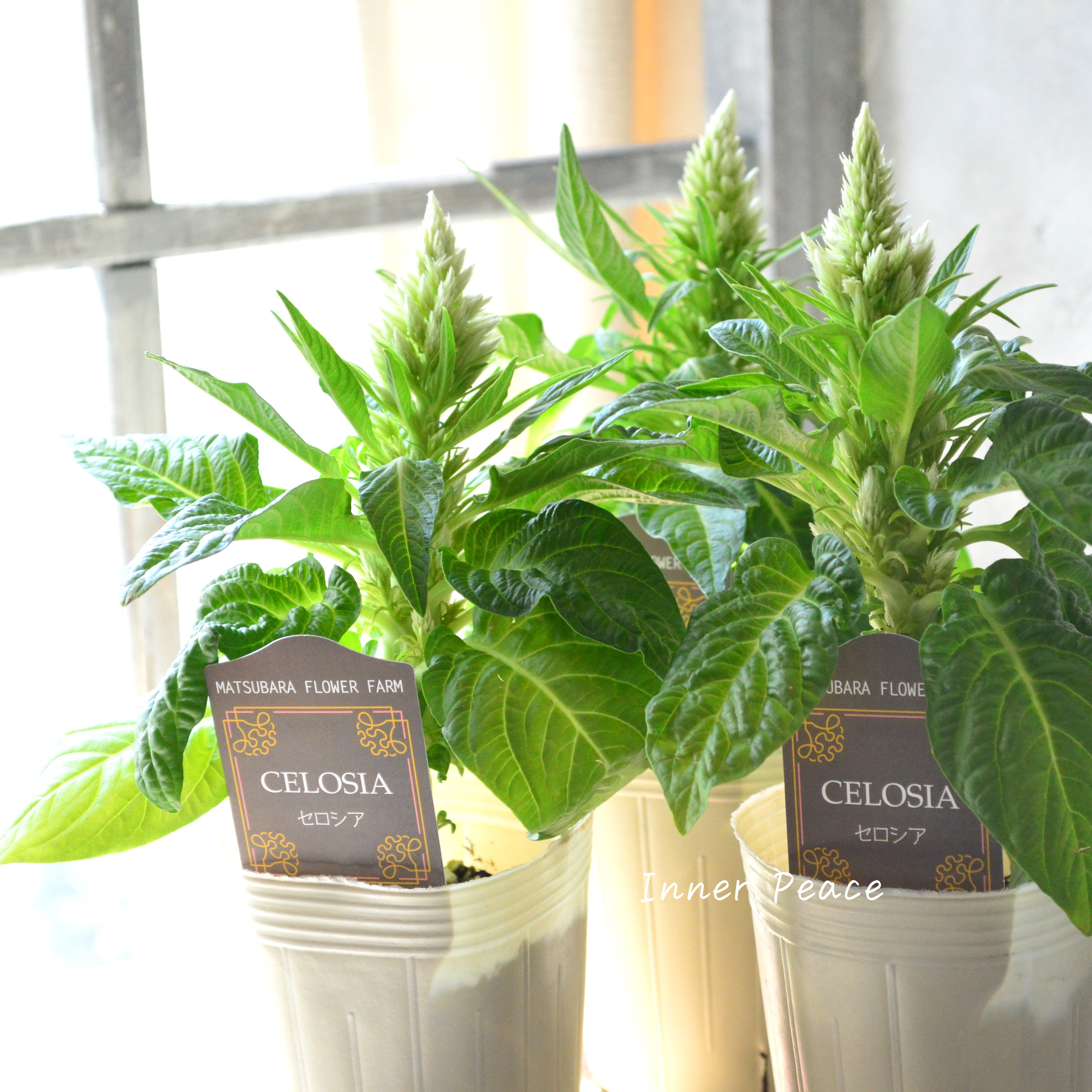 【マツバラフラワーファームさん】 セロシア 『サンディグリーン』 3寸ロングPOT