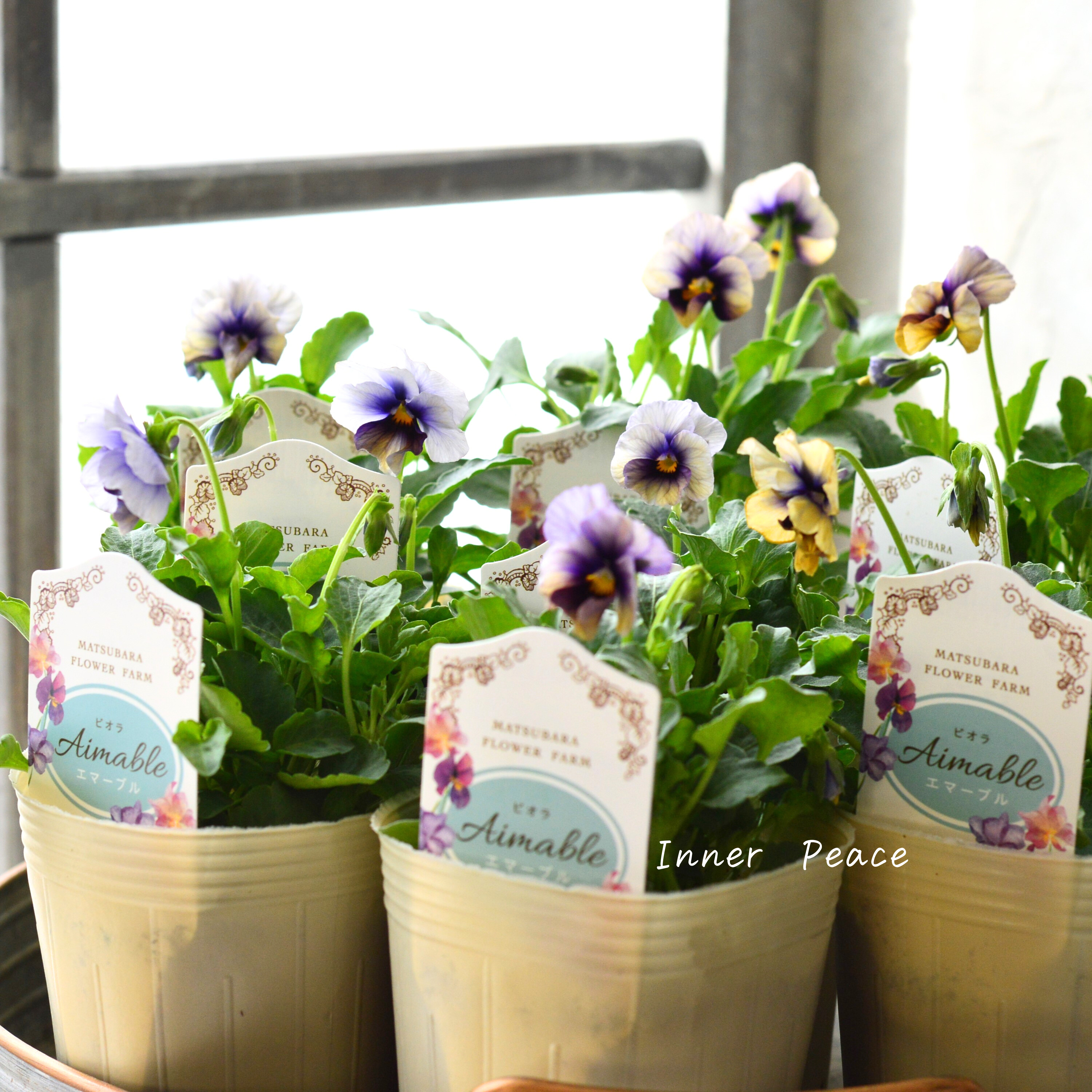 【マツバラフラワーファームさん】 ビオラ 『エマーブル・ムーンライト』 3寸ロングPOT