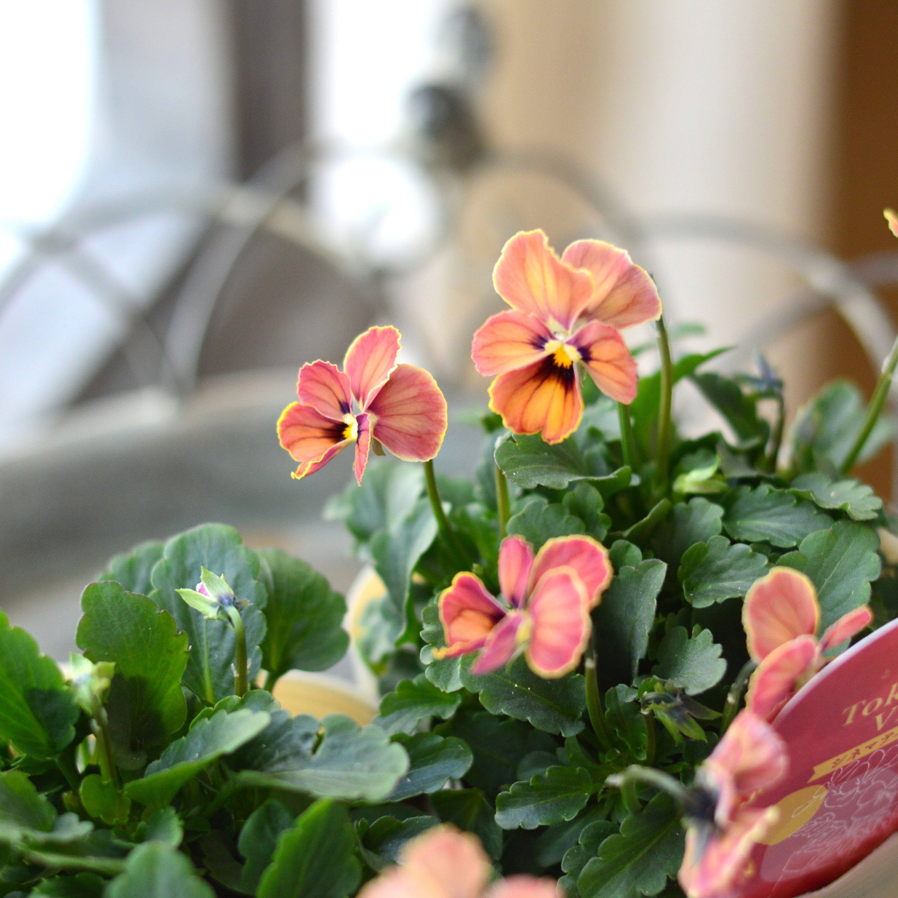 【奥田園芸さん】 ときめきビオラ 『シネマティックベイン』 3.5寸POT