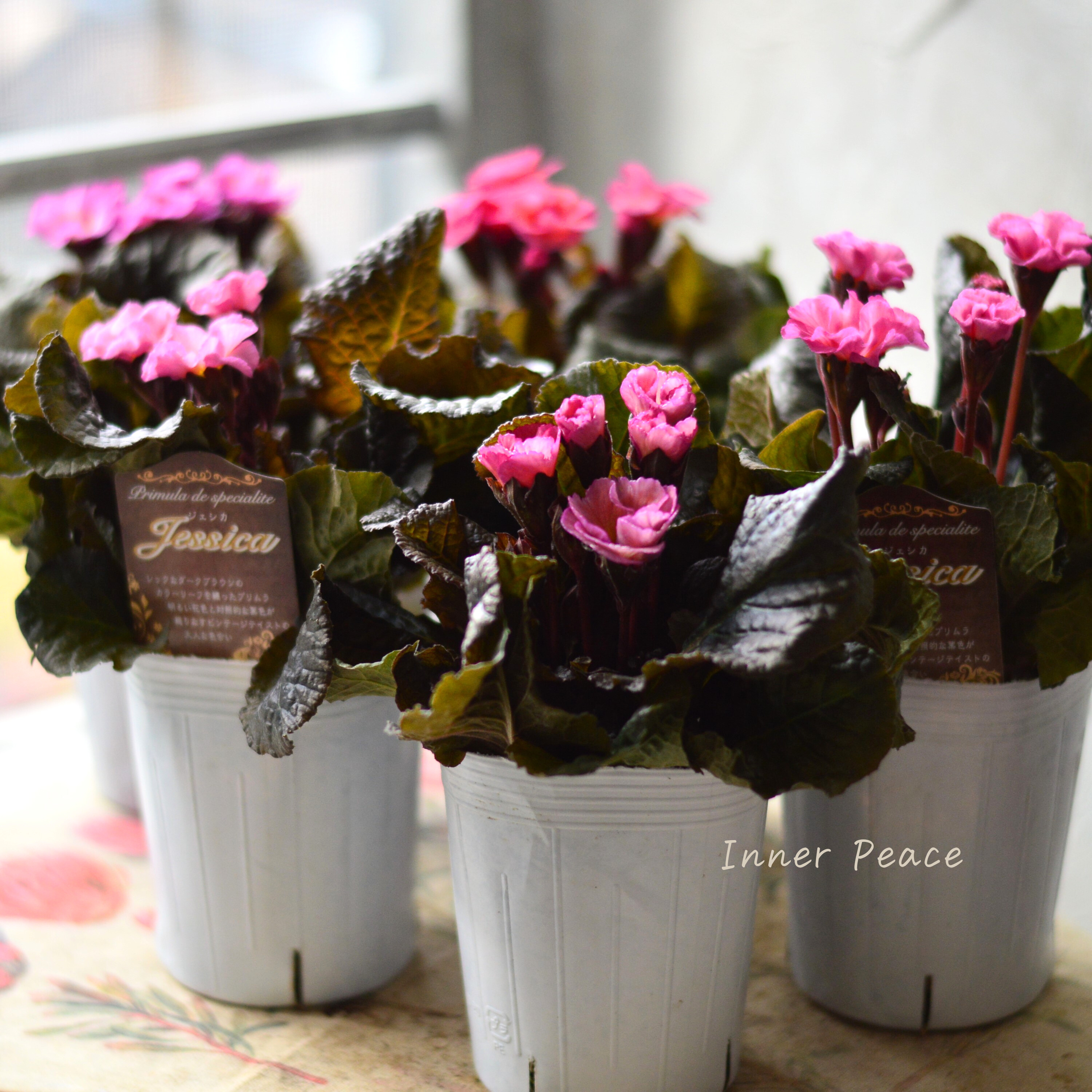 【松原園芸さん】 銅葉プリムラ 『ジェシカ・ピンク系』 3寸POT