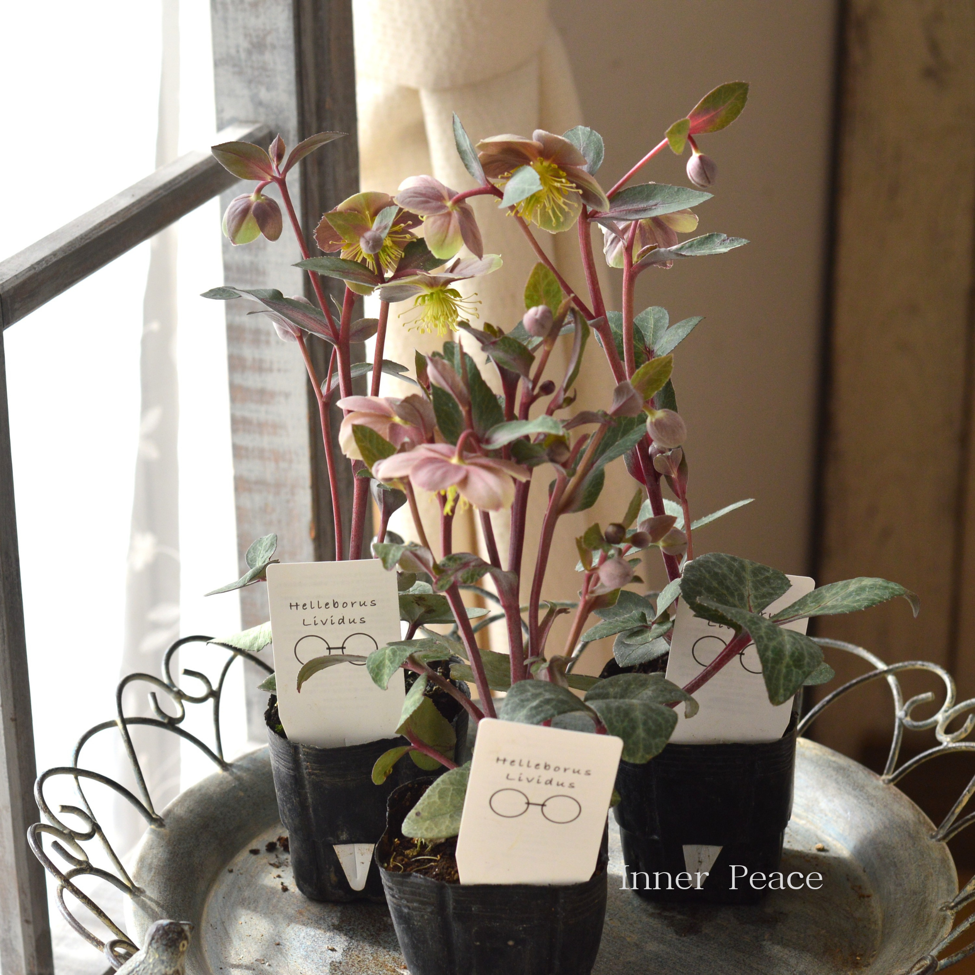 【杉光園芸さん】 クリスマスローズ 『リビダス』 3寸POT