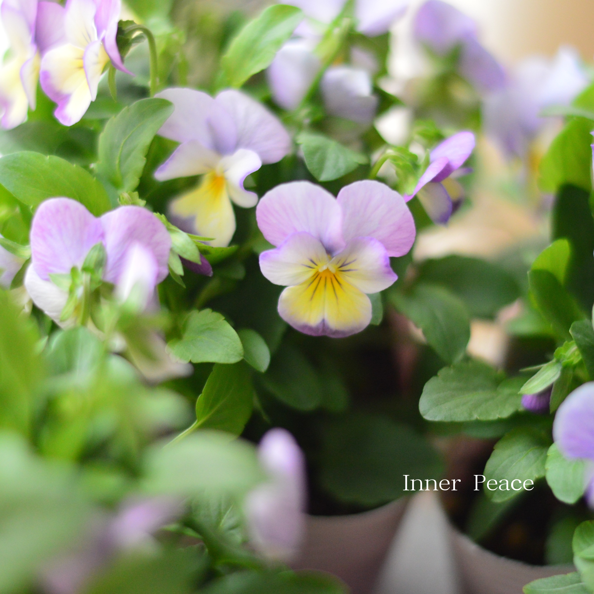 【かわいい】 ビオラ 『ピンクレモンリップ』 3.5寸POT