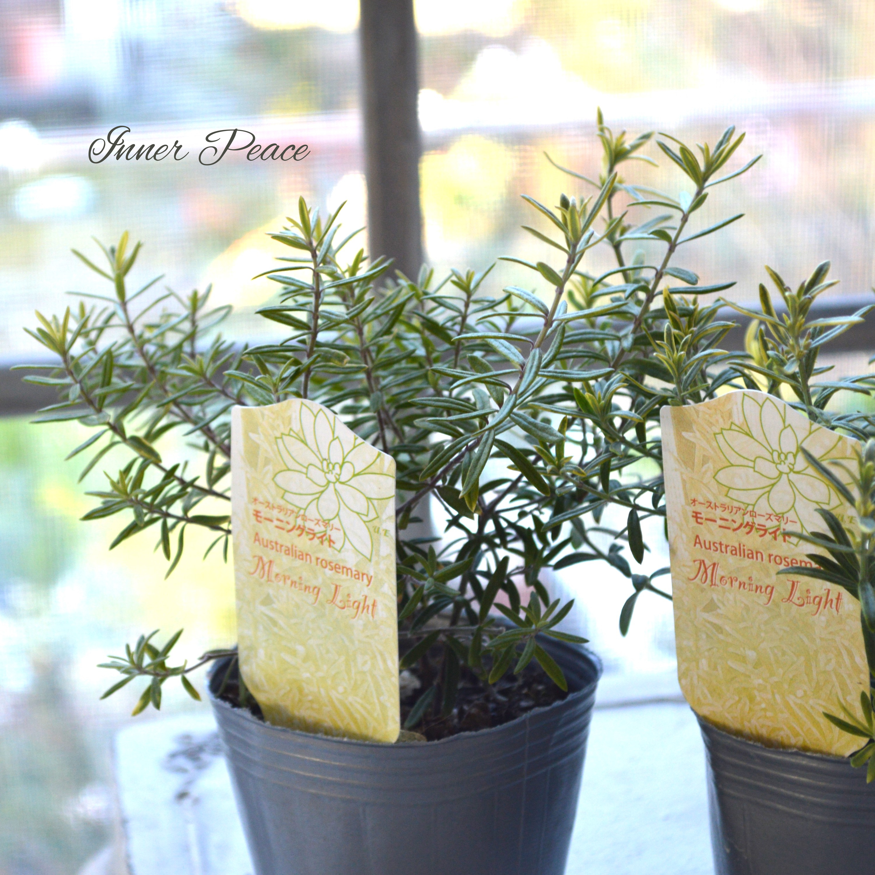 【分割できる】 ウエストリンギア 『モーニングライト』 2.5寸POT