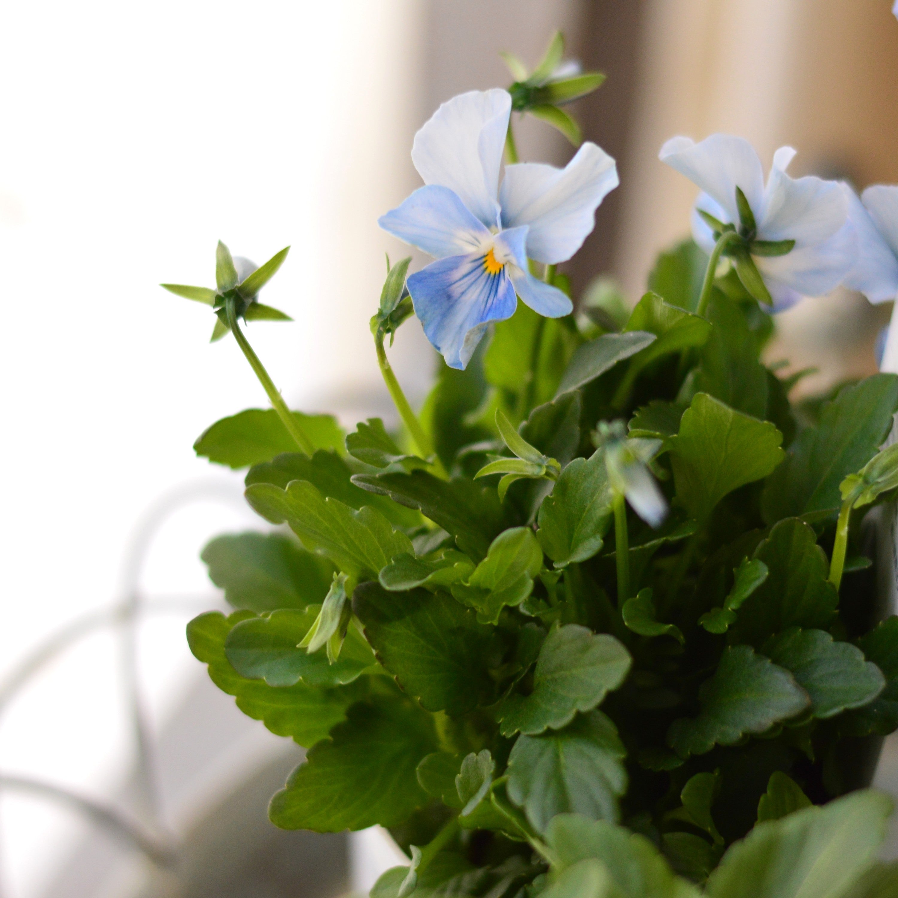 【人気】 ビオラ 『パステルフリル・淡青』 B 3寸POT