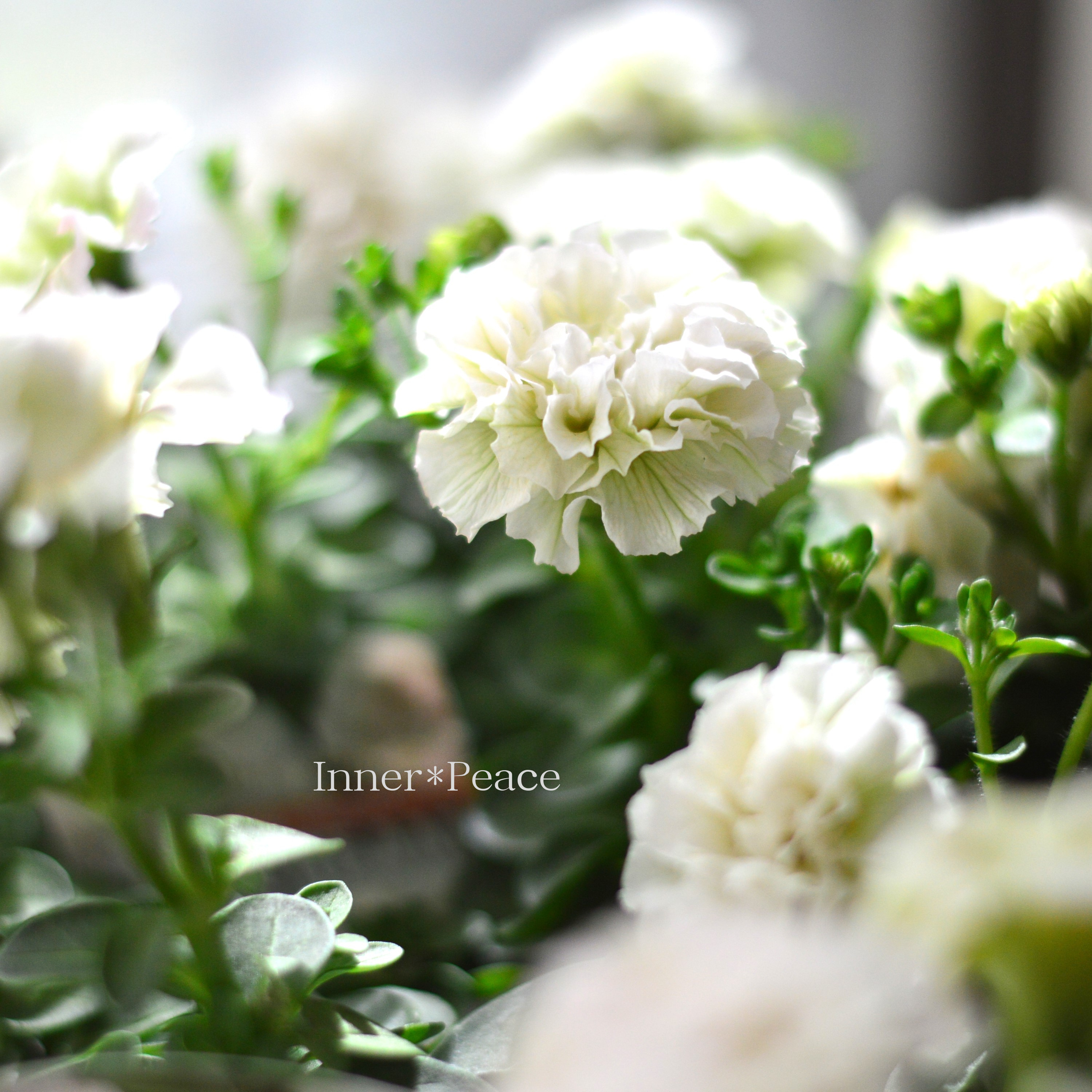 【花日和さんオリジナル】 ペチュニア 『ホイップマカロン・ミルククリーム』 3寸ロングPOT