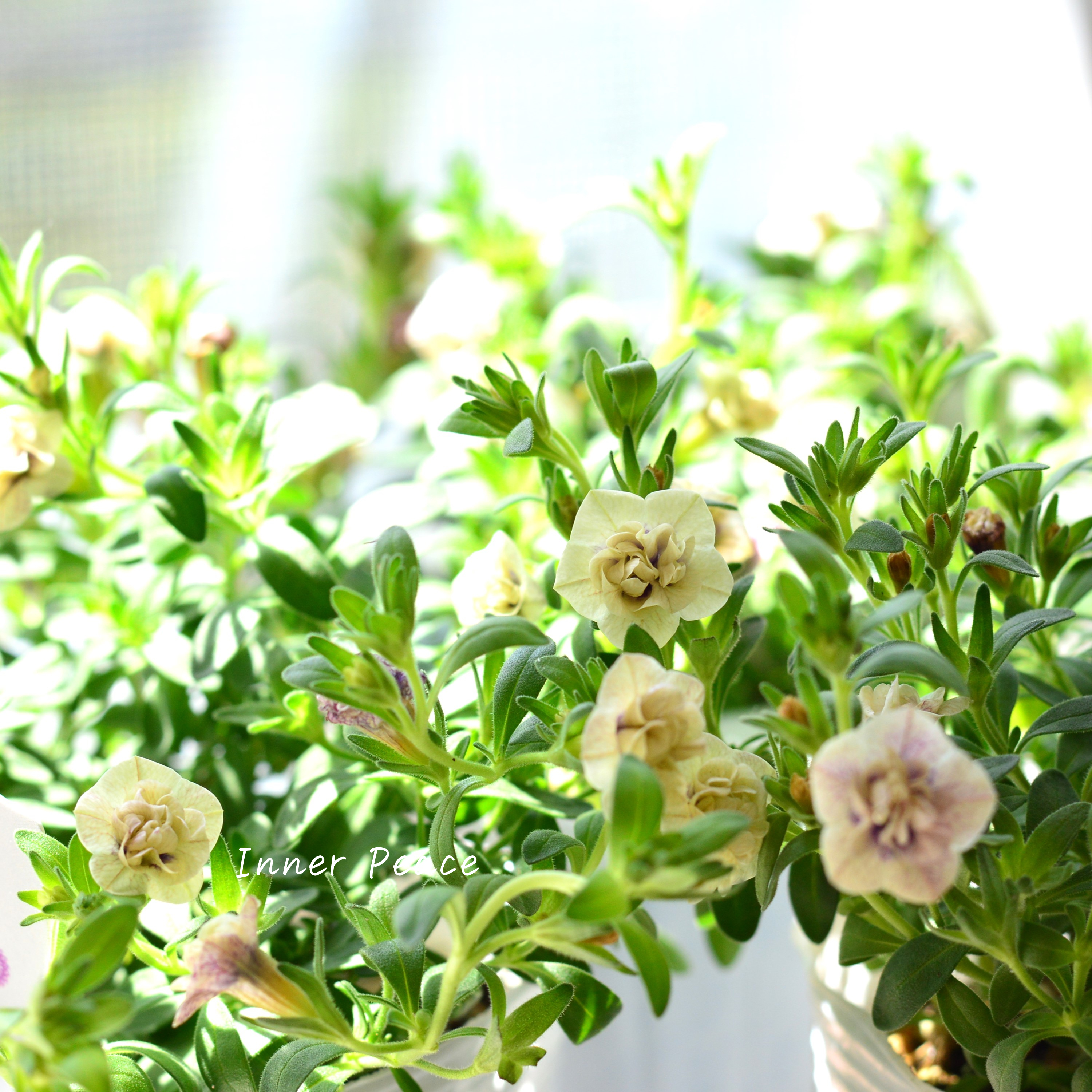 【希少】ナラフラさん カリブラコア 『紫紺のかごめ』 3寸ロングPOT