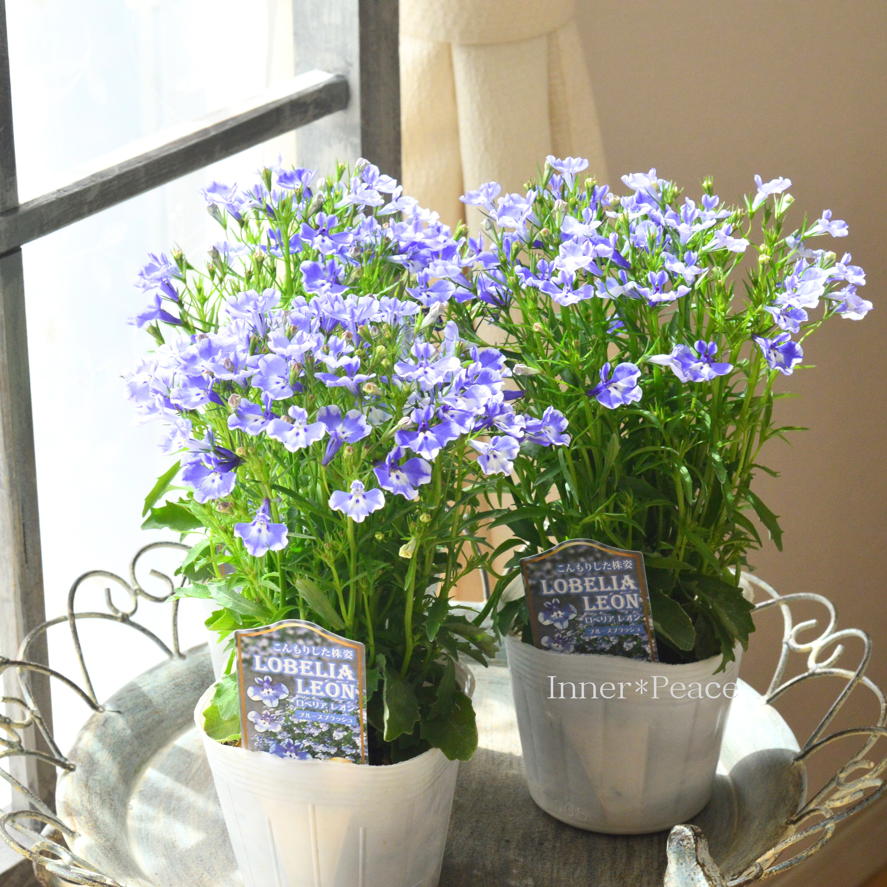 【栄養系】 ロベリア 『レオン・ブルースプラッシュ』 3寸~3.5寸POT