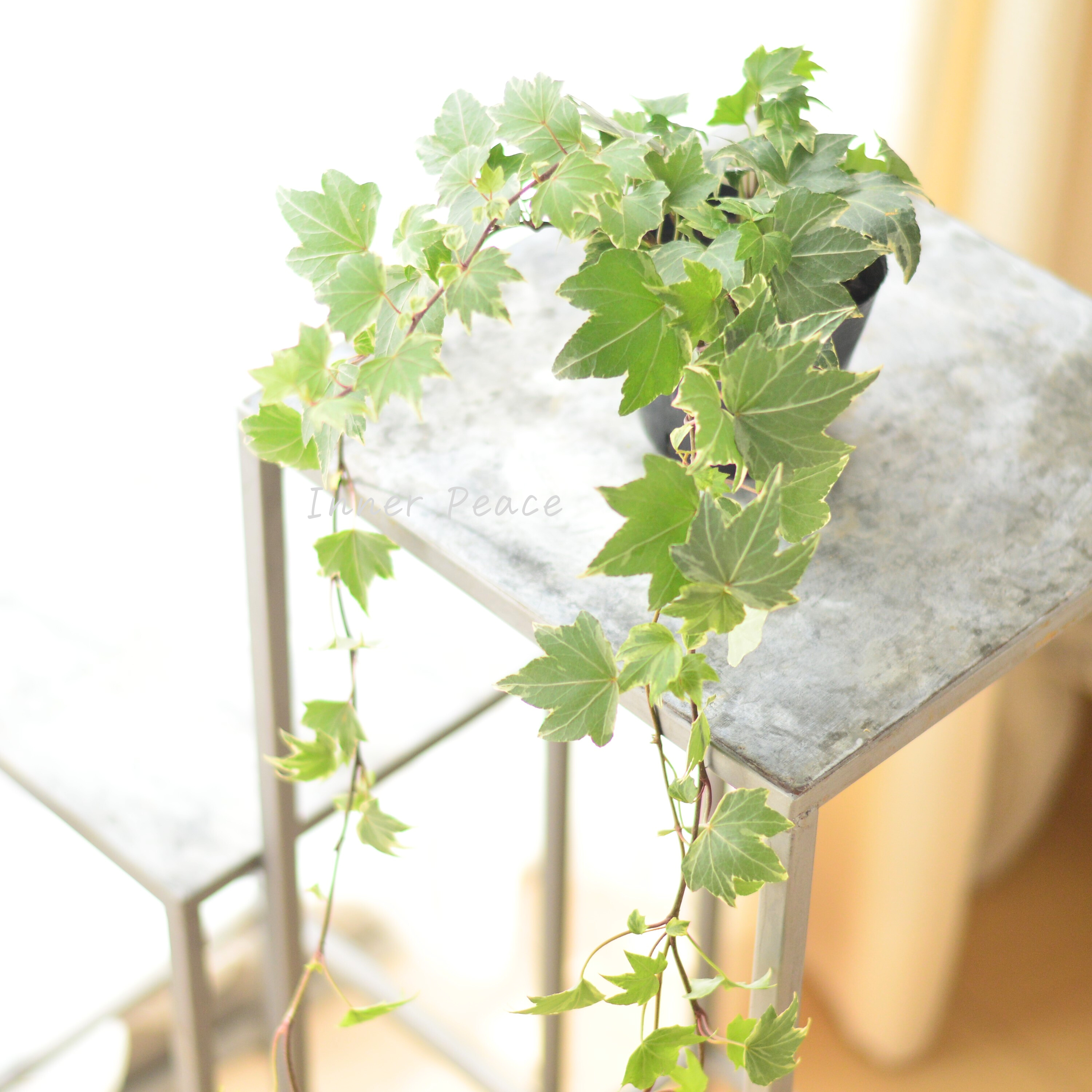 【寄せ植えに】 ヘデラ ヘリックス 『ホワイトリップル』 3寸POT