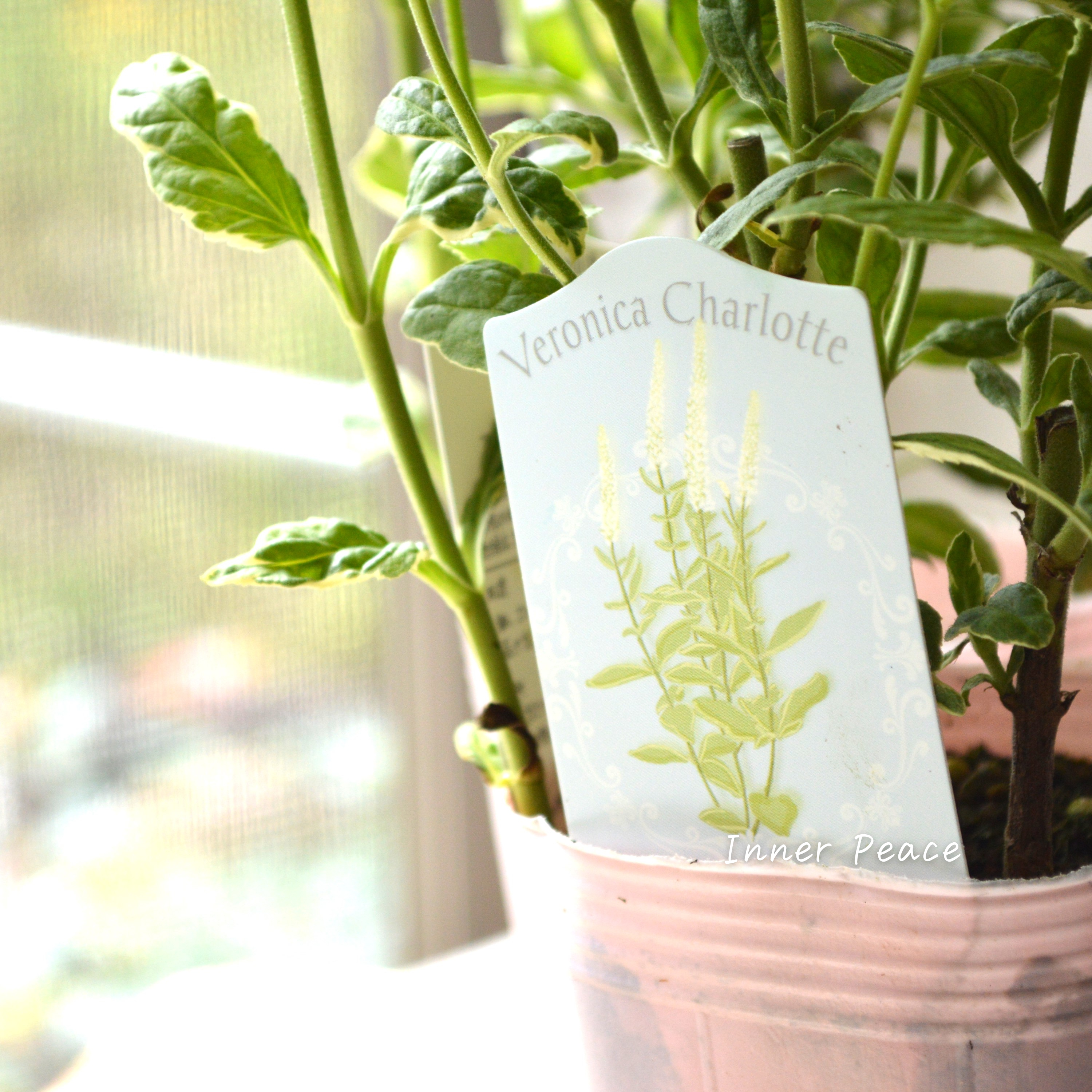 【宿根】 斑入りベロニカ 『シャーロット』 3.5寸ロングPOT