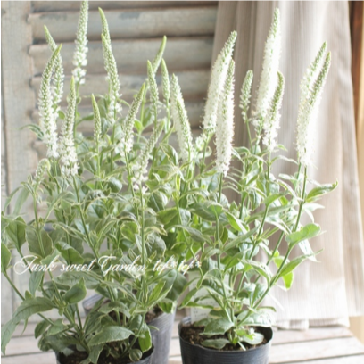 【宿根】 斑入りベロニカ 『シャーロット』 3.5寸ロングPOT