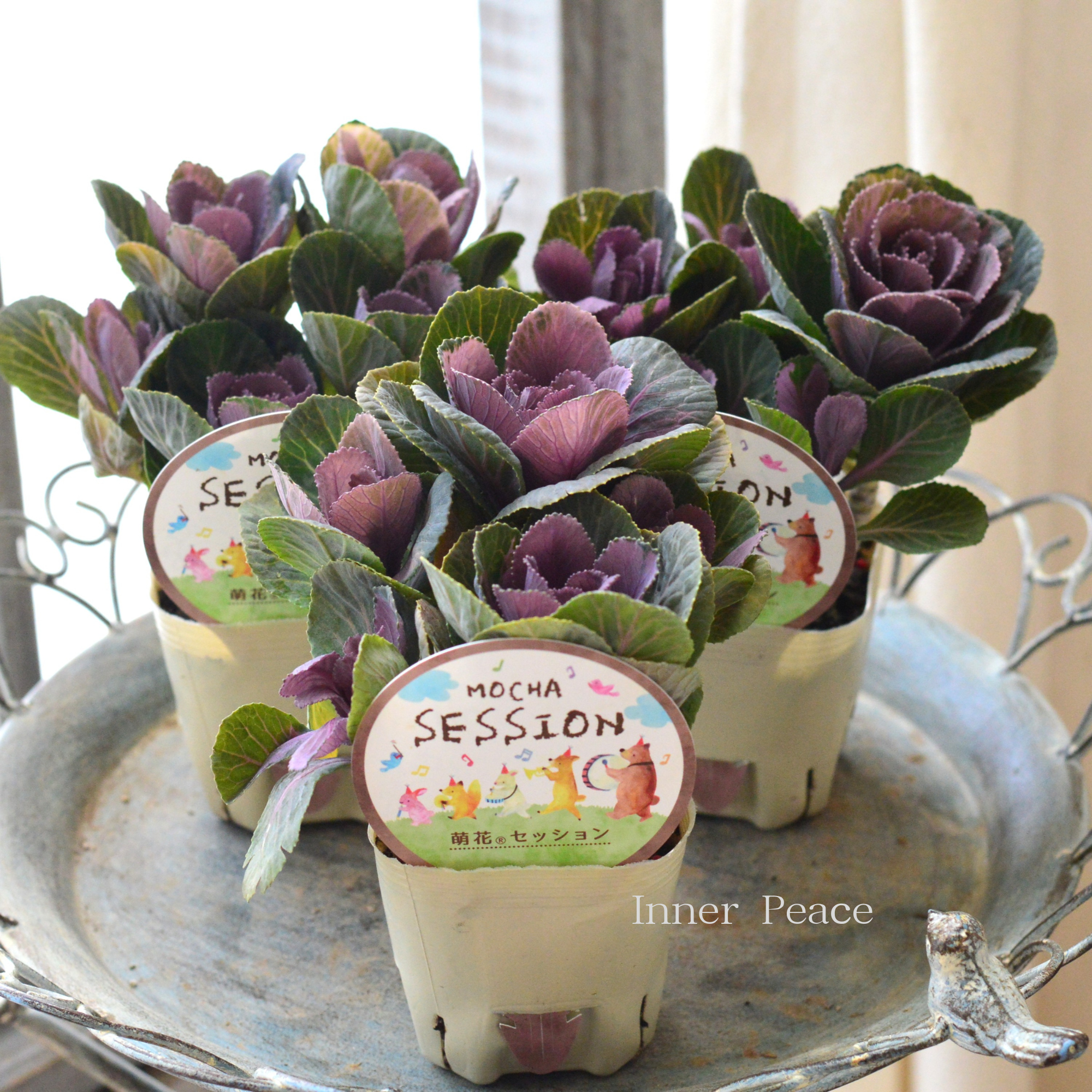 【アンティーク】 葉牡丹 『萌花セッション・丸葉』 3寸POT