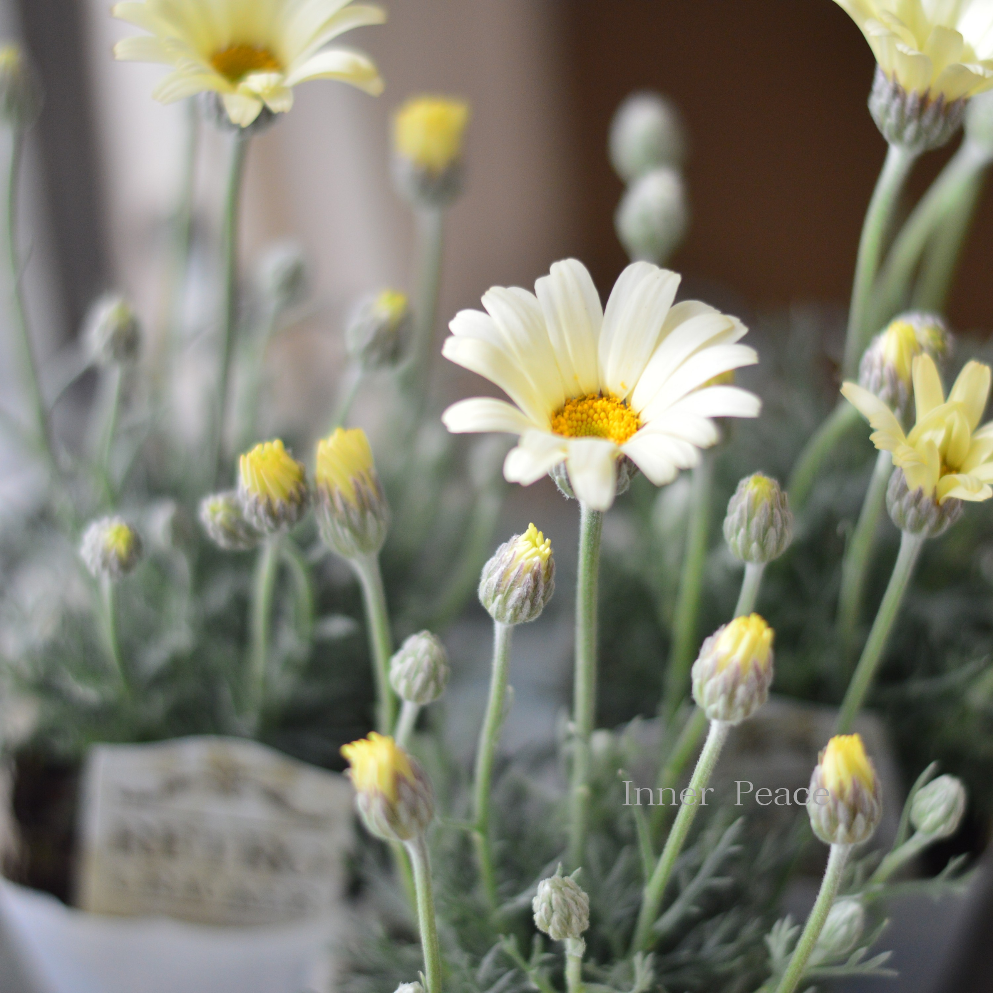 【大人かわいい】 ローダンセマム 『レトロクラッカー』 3.5寸POT