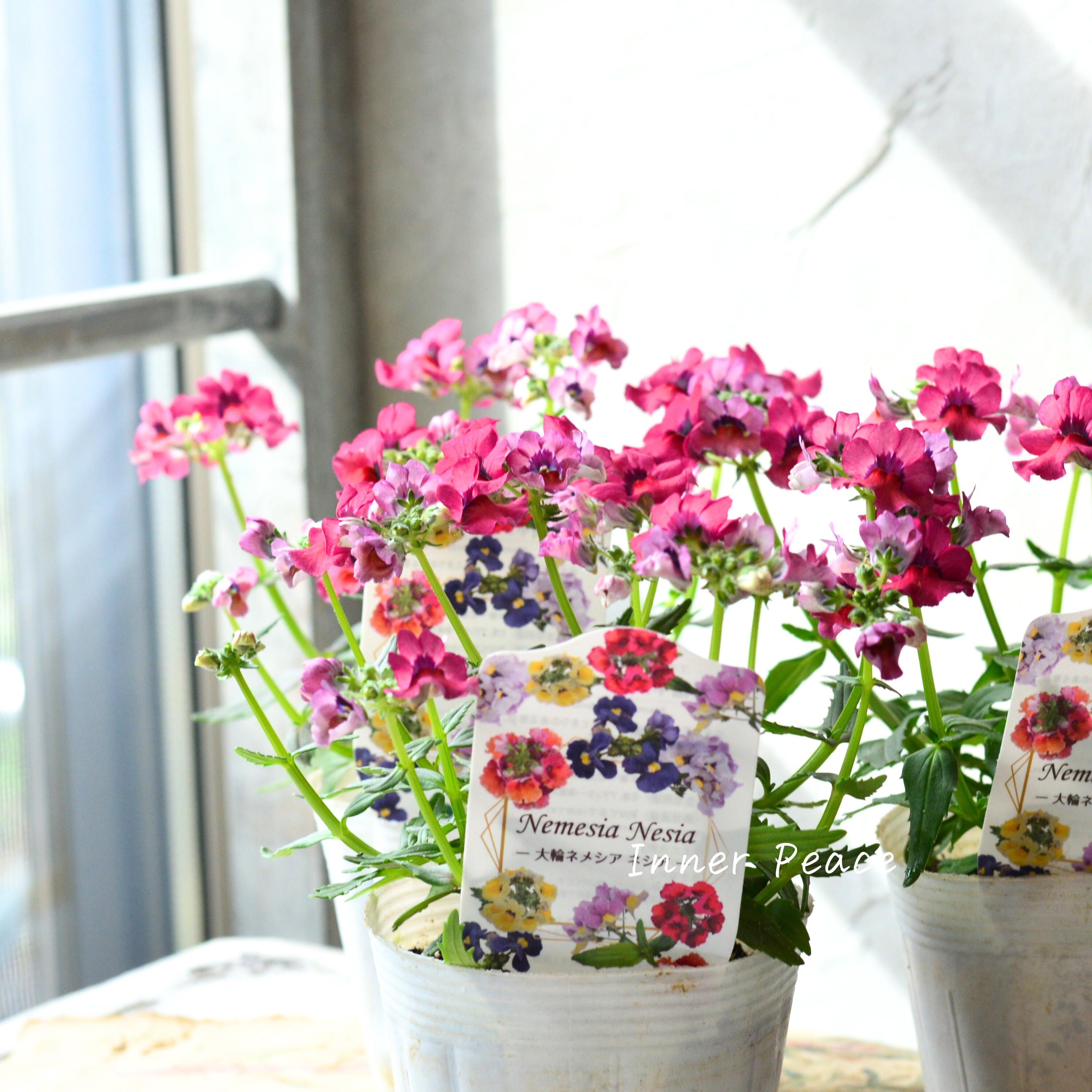 【宿根】 大輪ネメシア・ネシア 『マゼンタ』 3.5寸POT