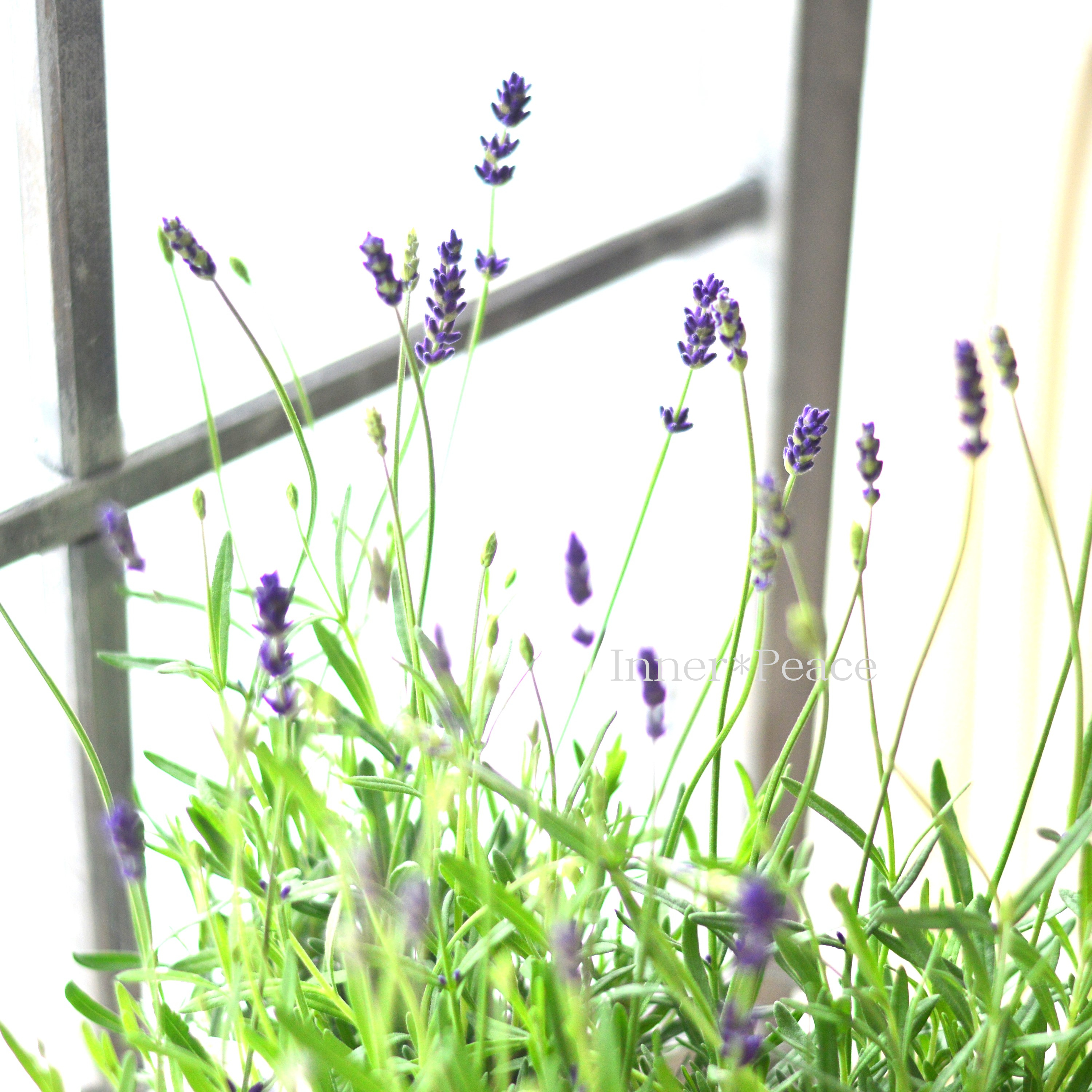 【良い香り】 イングリッシュラベンダー 『アヴィニョン・アーリーブルー』 3.5寸POT