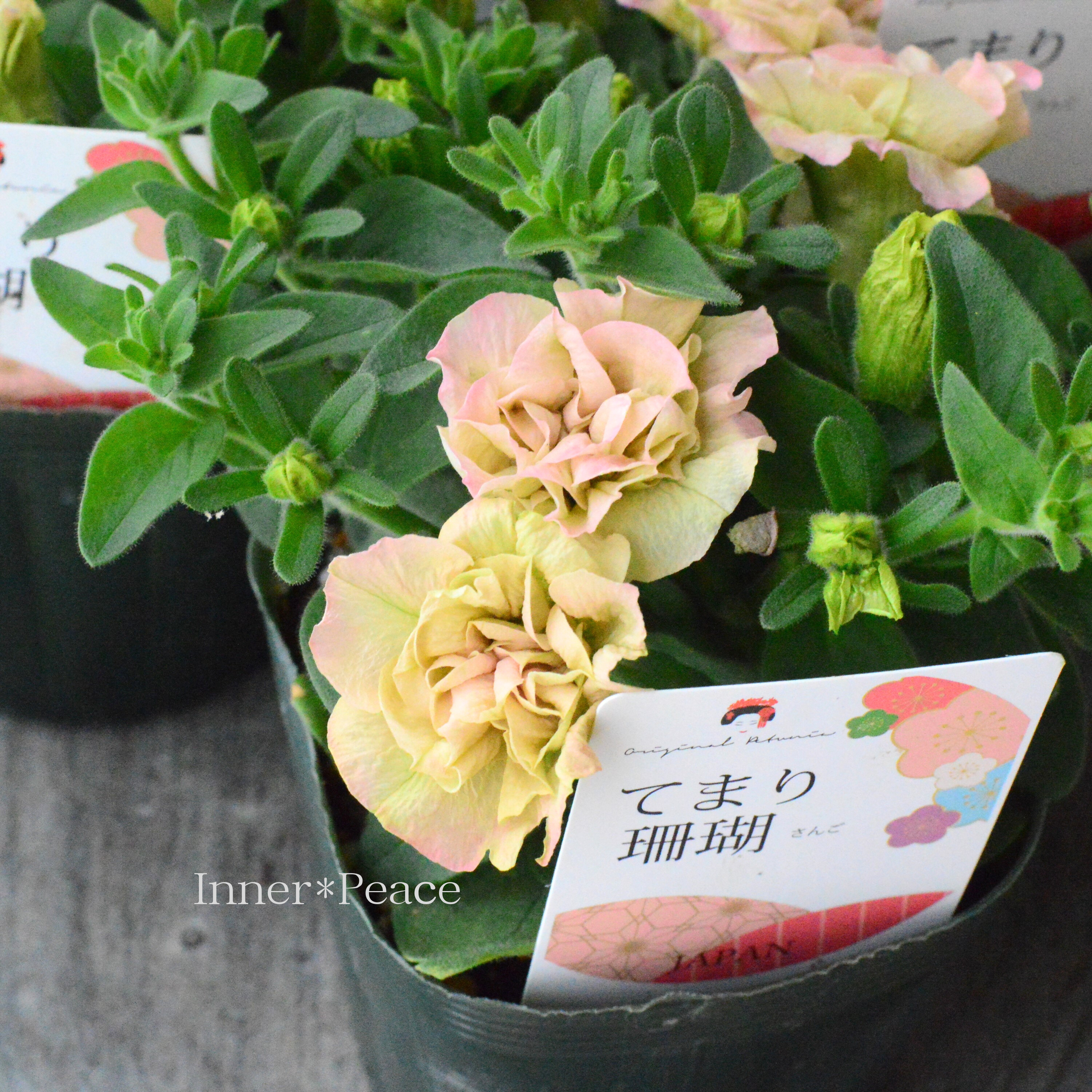 【ゲブラさんオリジナル】 八重咲きペチュニア 『てまり珊瑚』 3.5寸POT