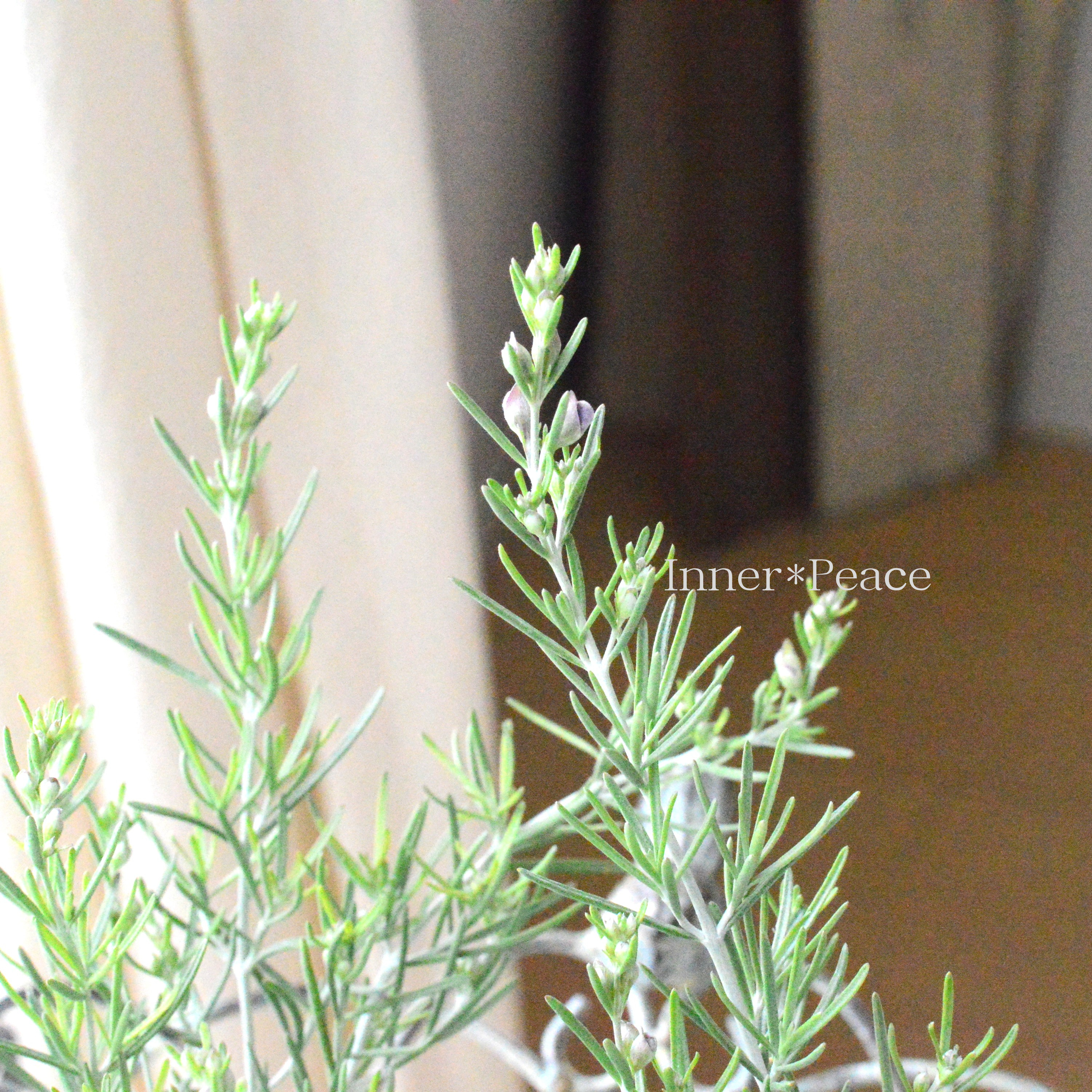 【常緑】 プロスタンテラ(ミントブッシュ) 2.5寸POT