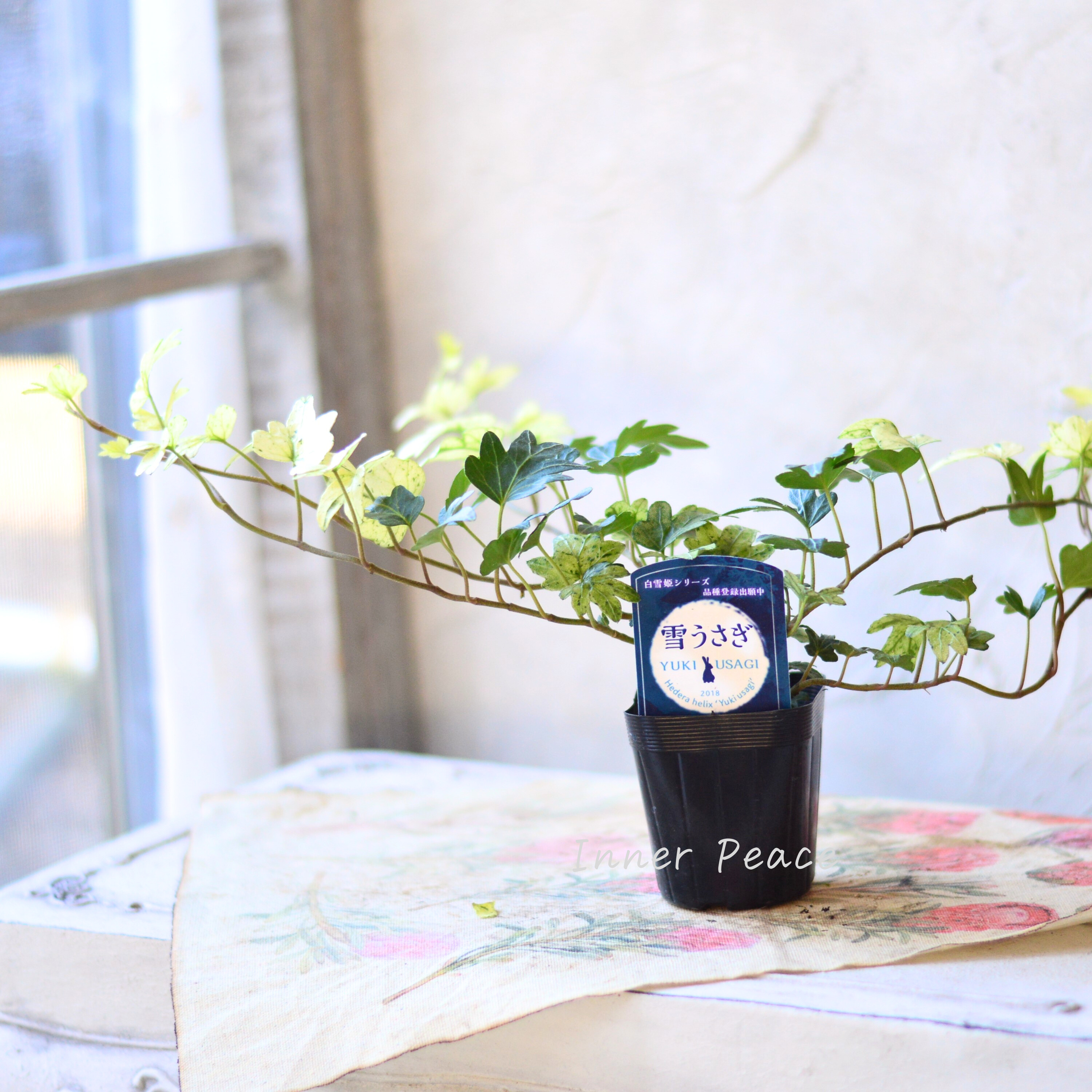 【希少】 ヘデラ 『雪うさぎ』 2.5寸~3寸POT