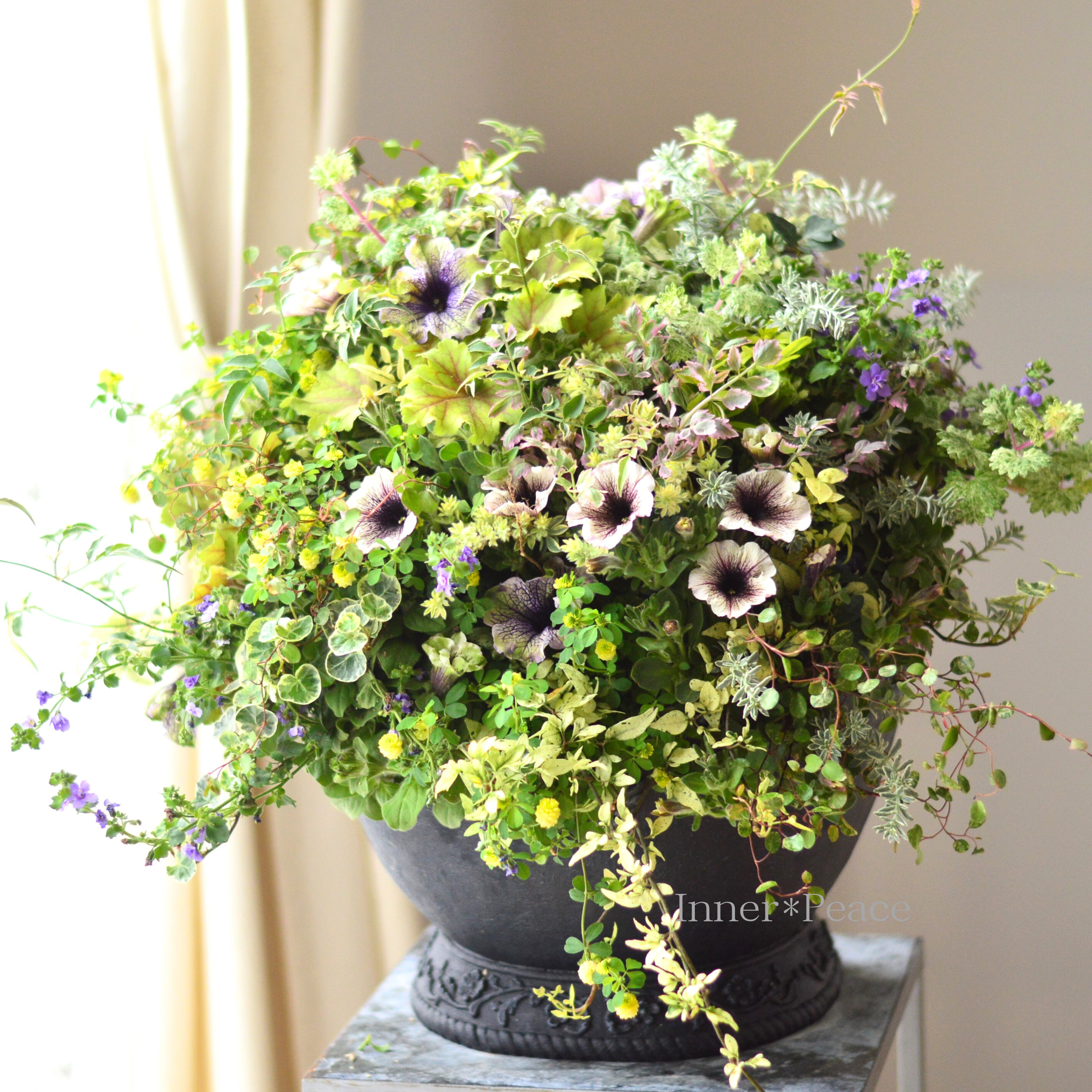 【春】 ペチュニアのウォールバスケット (ギャザリング) (送料込み)