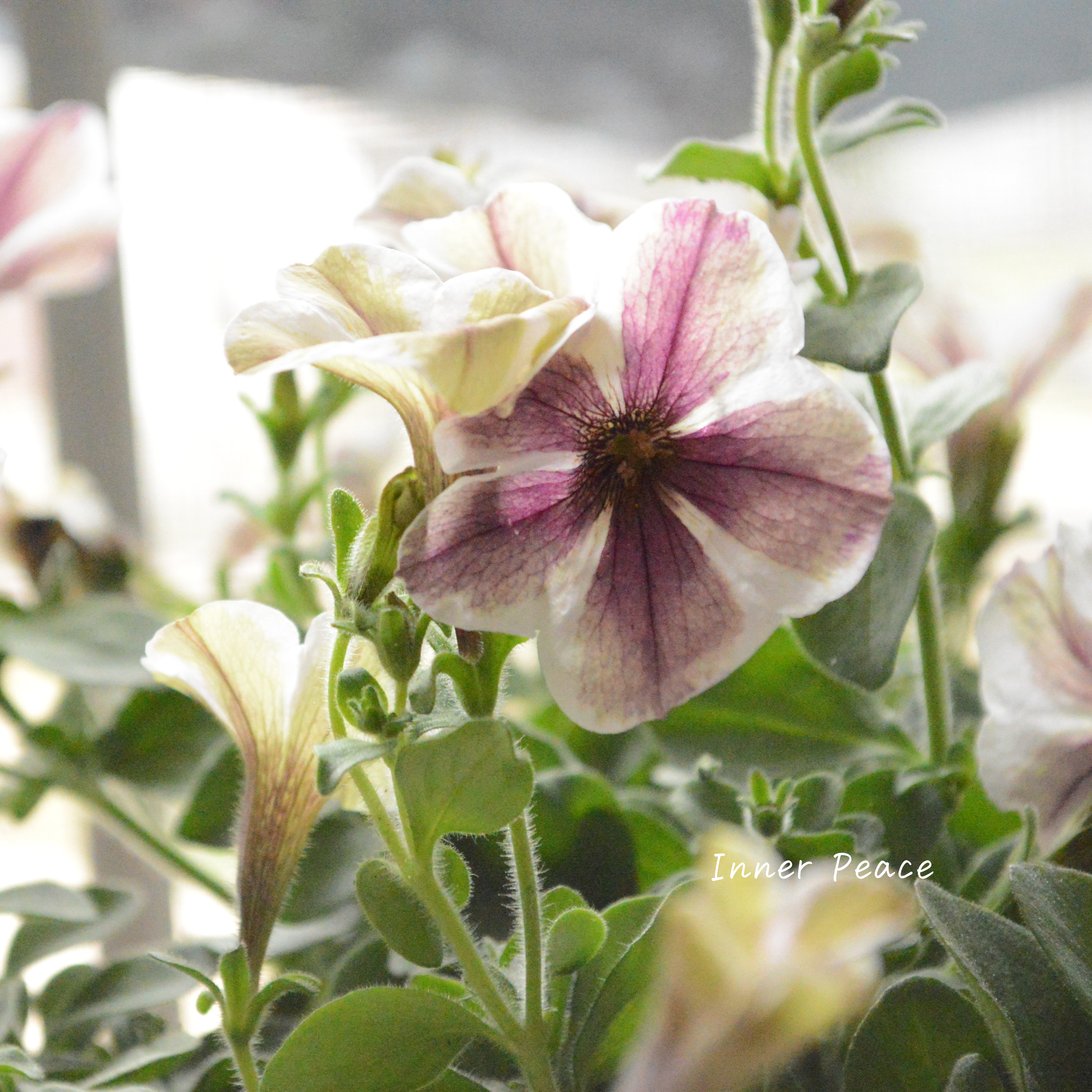 【花芳さんオリジナル】 ペチュニア 『モンローウォーク・ベールヴァルド』 3.5寸POT