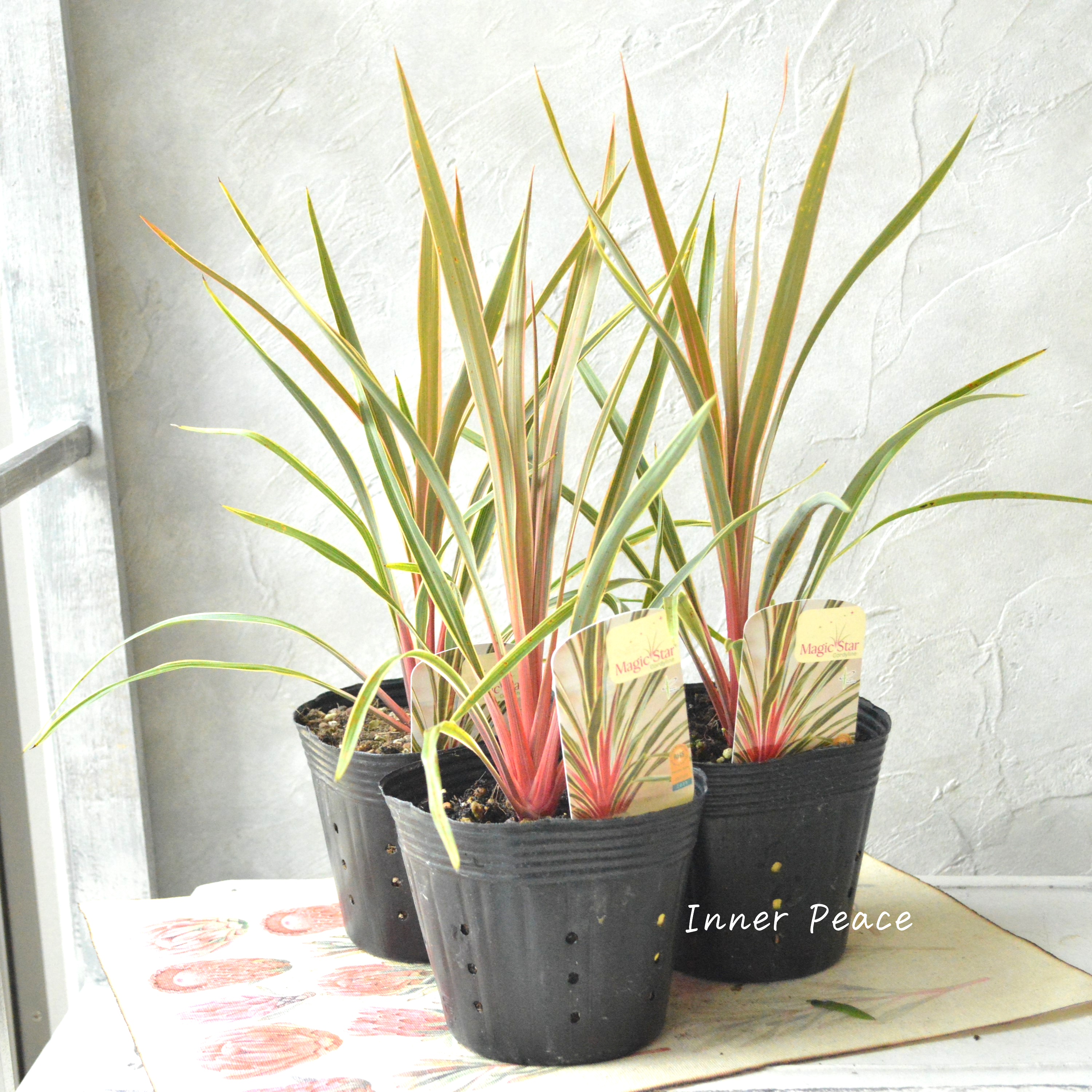 【日本初上陸】 コルジリネ 『マジックスター』 4号POT