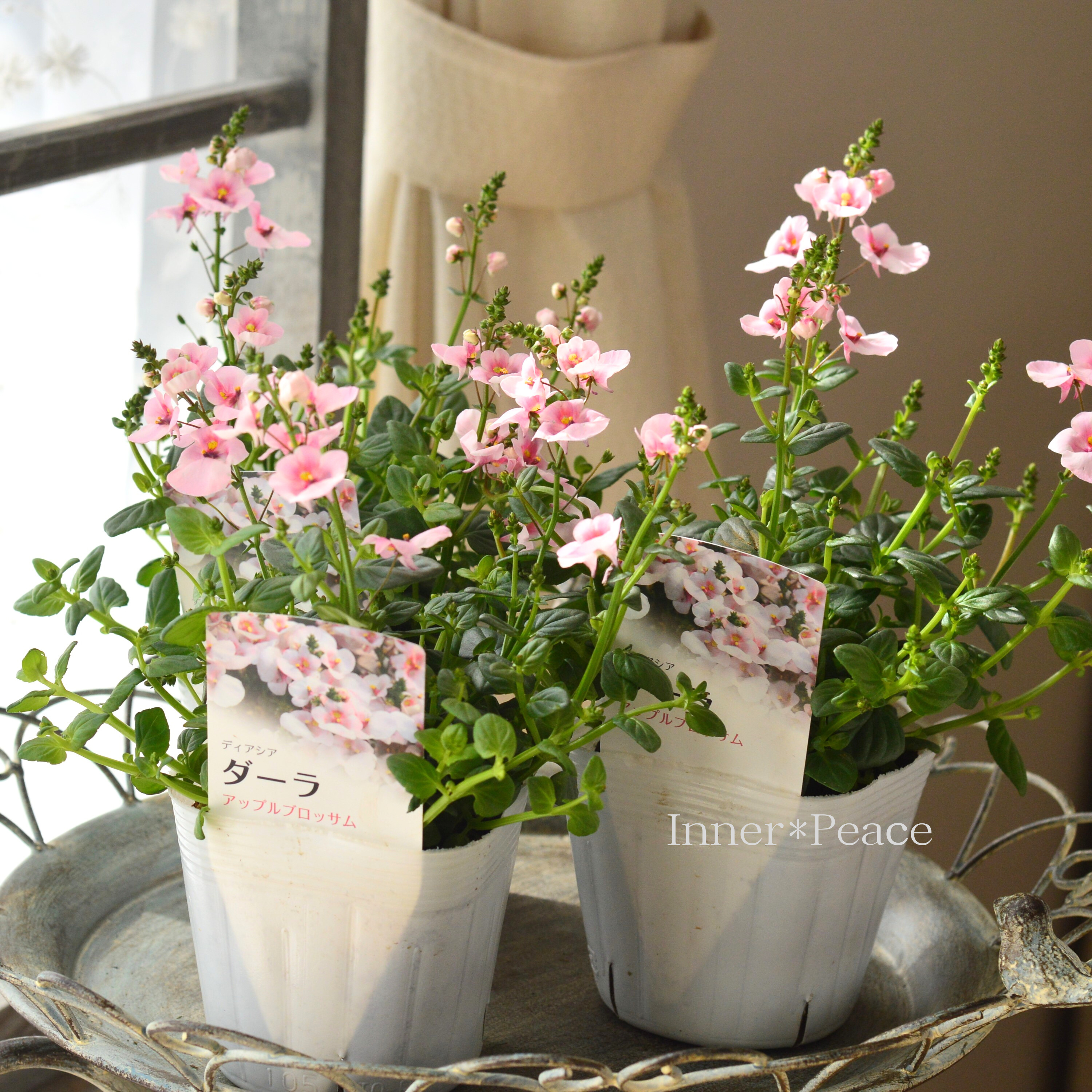 【かわいい】 ディアスシア 『ダーラ・アップルブロッサム』 3.5寸POT