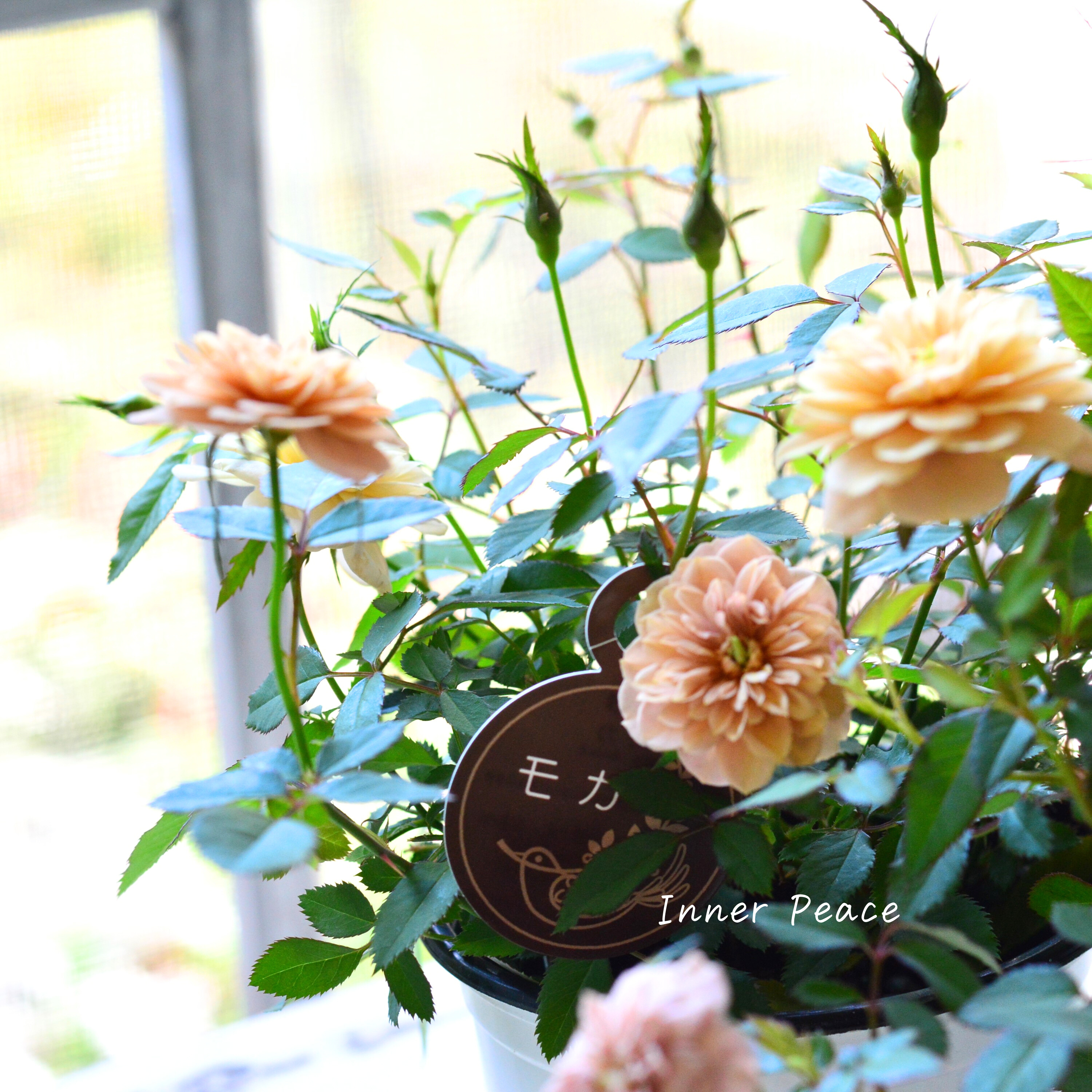 【アンティーク】 ミニ薔薇 『モカ』 3.5寸POT