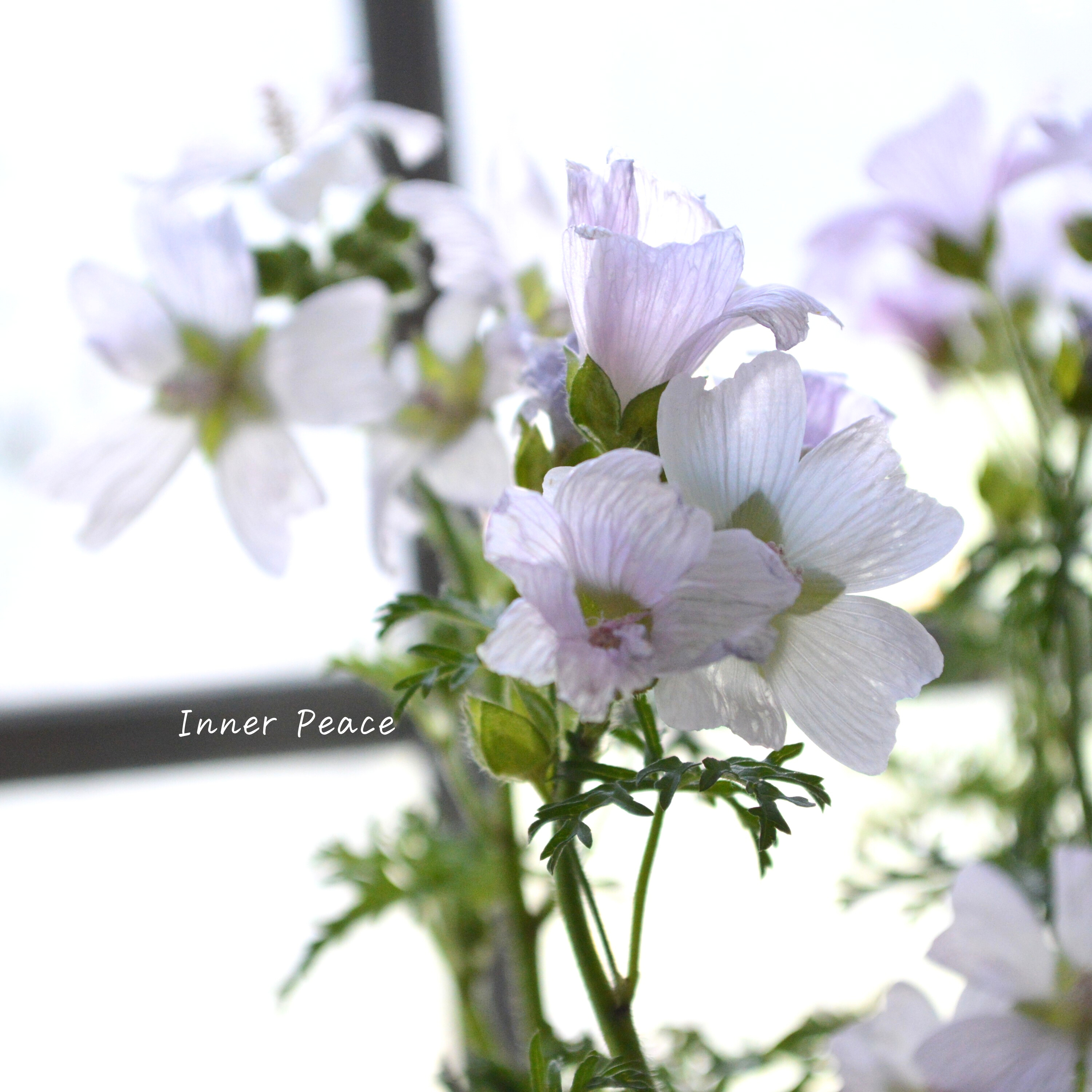 【美しい】 ムスクマロウ 『アップルブロッサム』 3寸POT