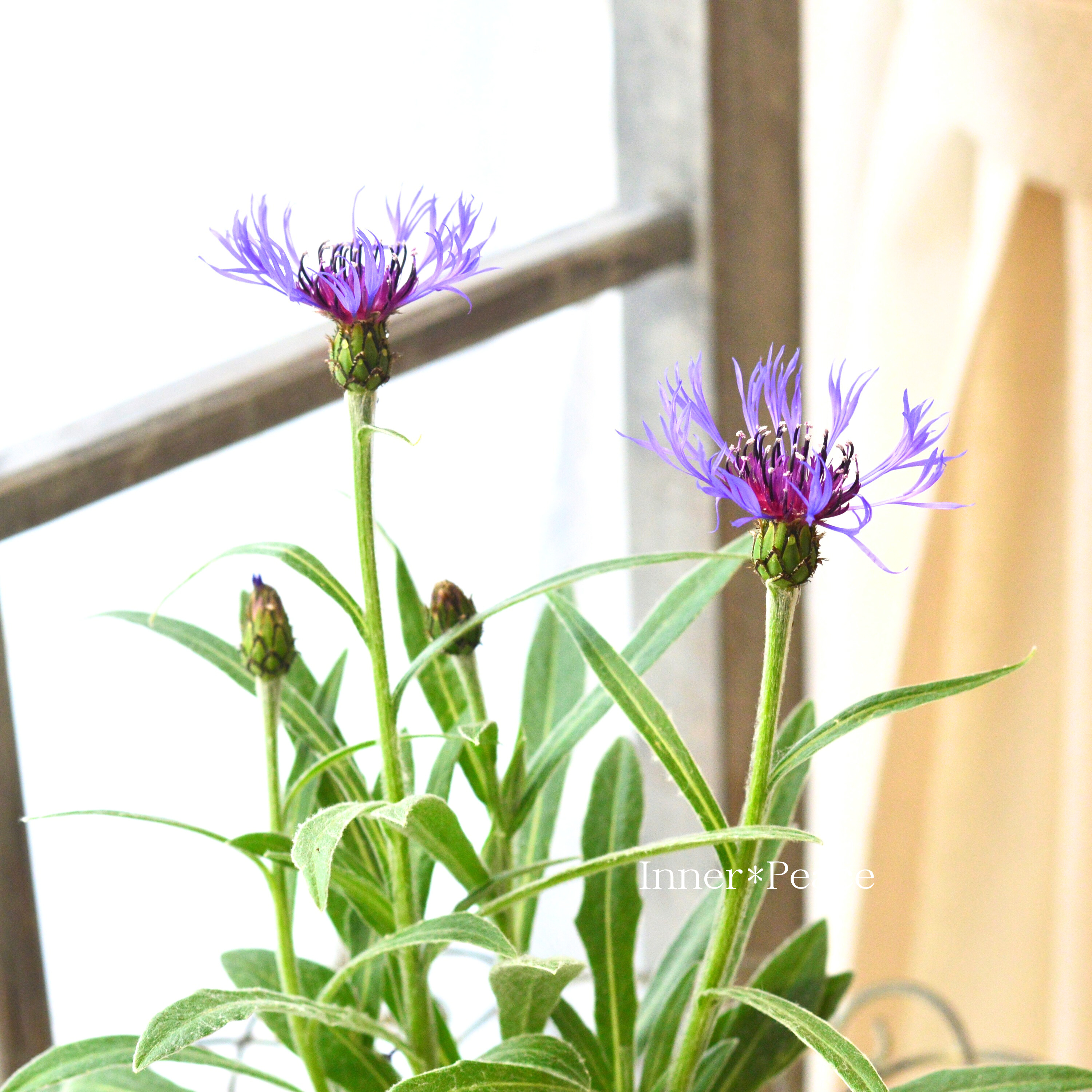 【寒さに強い】 セントーレア 『モンタナ』 3.5寸POT