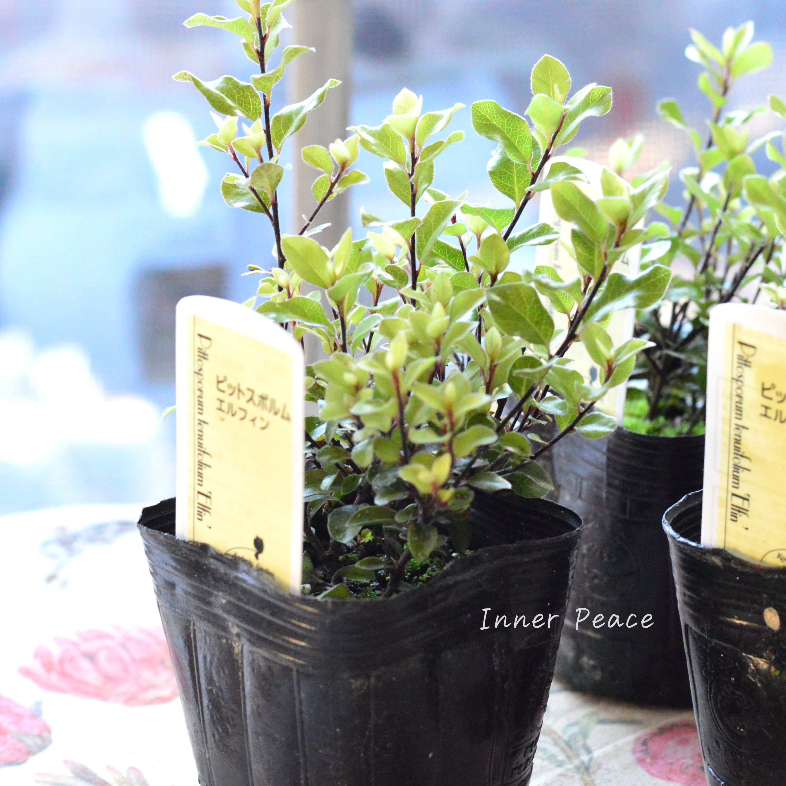 【美しい】 ピットスポルム 『エルフィン』 3寸POT