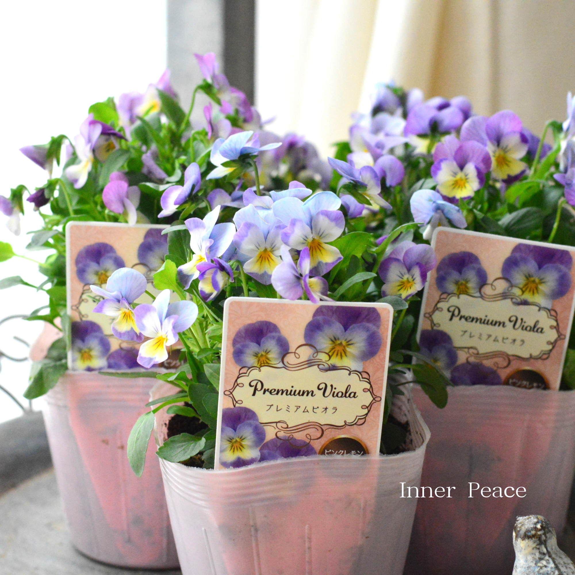 【かわいい】 ビオラ 『ピンクレモンリップ』 3.5寸POT