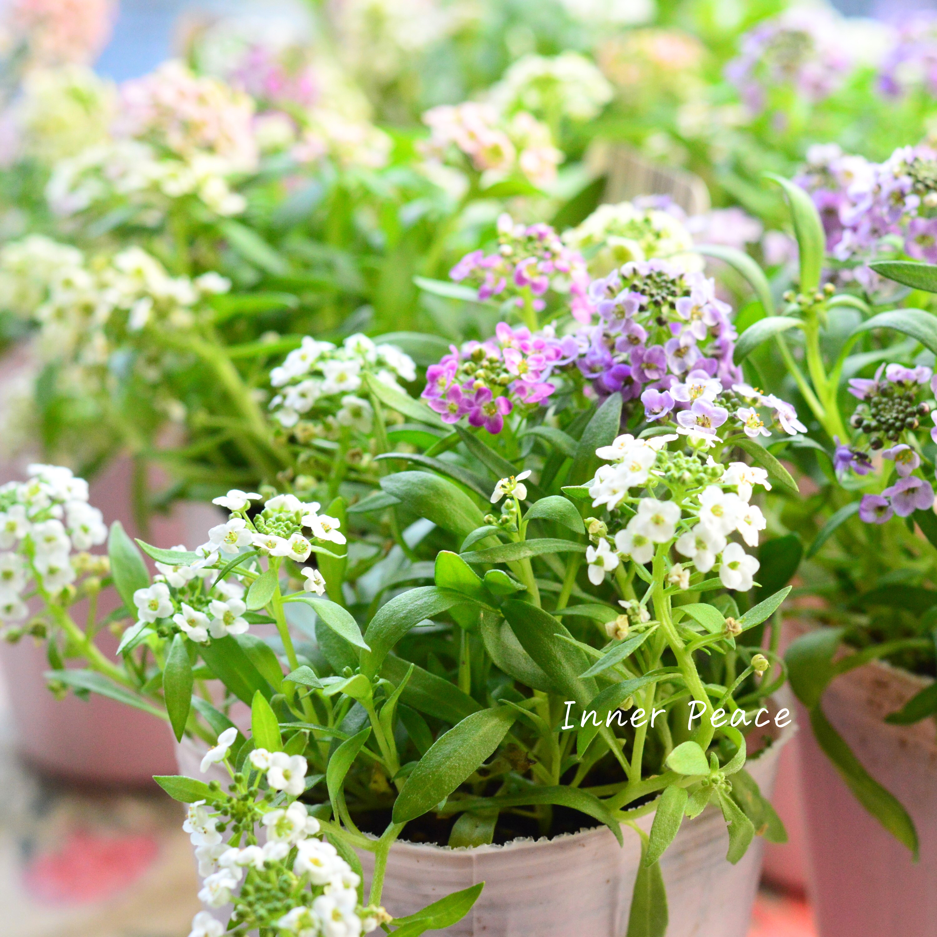 【ミックス】 スイートアリッサム 『ジュエリーミックス』 2.5寸ロングPOT