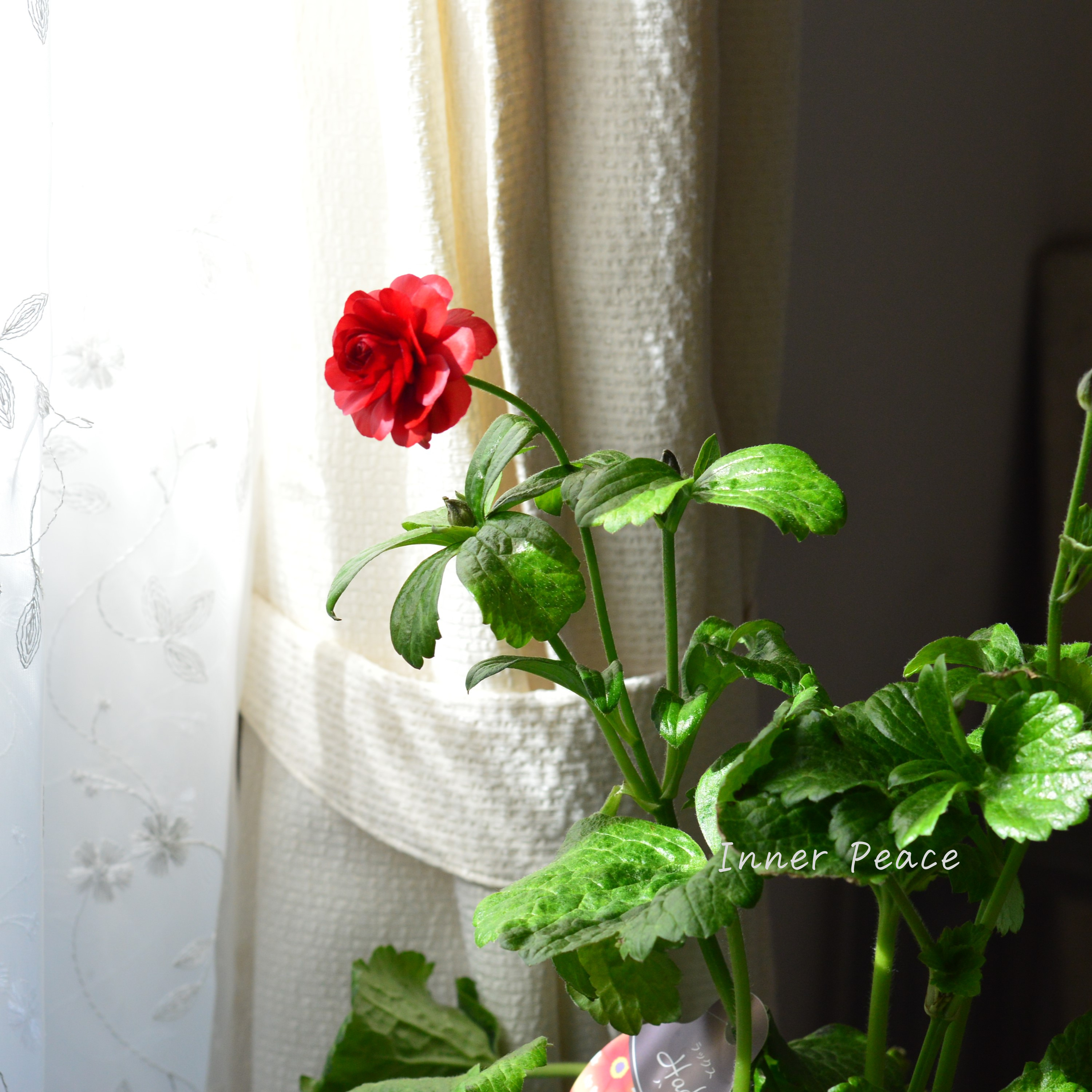 【美しい】 ラナンキュラス・ラックス 『ハデス』 3.5寸ロングPOT